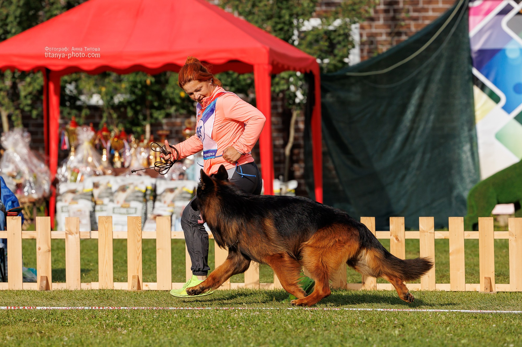 Немецкие овчарки: фото из рингов и вне ринга, мутпроба (фотографии с выставок). Фотограф собак, фотограф-анималист Аня Титова (Titanya). Москва