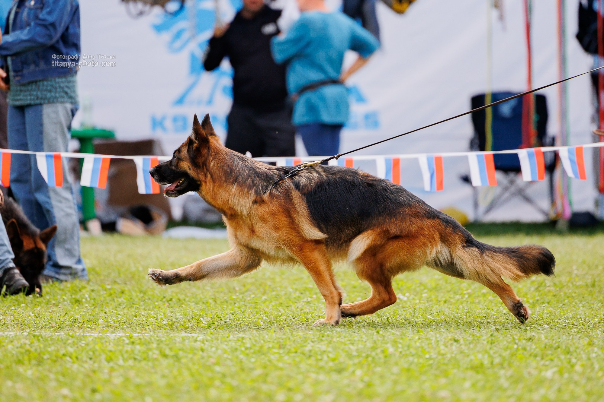 Немецкие овчарки: фото из рингов и вне ринга, мутпроба (фотографии с выставок). Фотограф собак, фотограф-анималист Аня Титова (Titanya). Москва