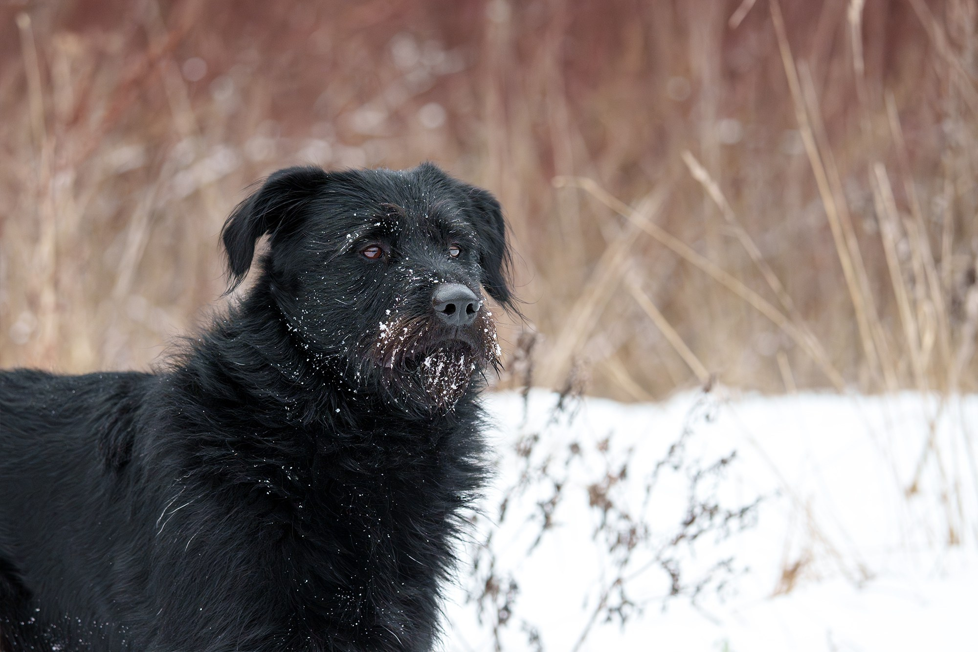 Животные. Ваш личный фотограф Марина Волкова
