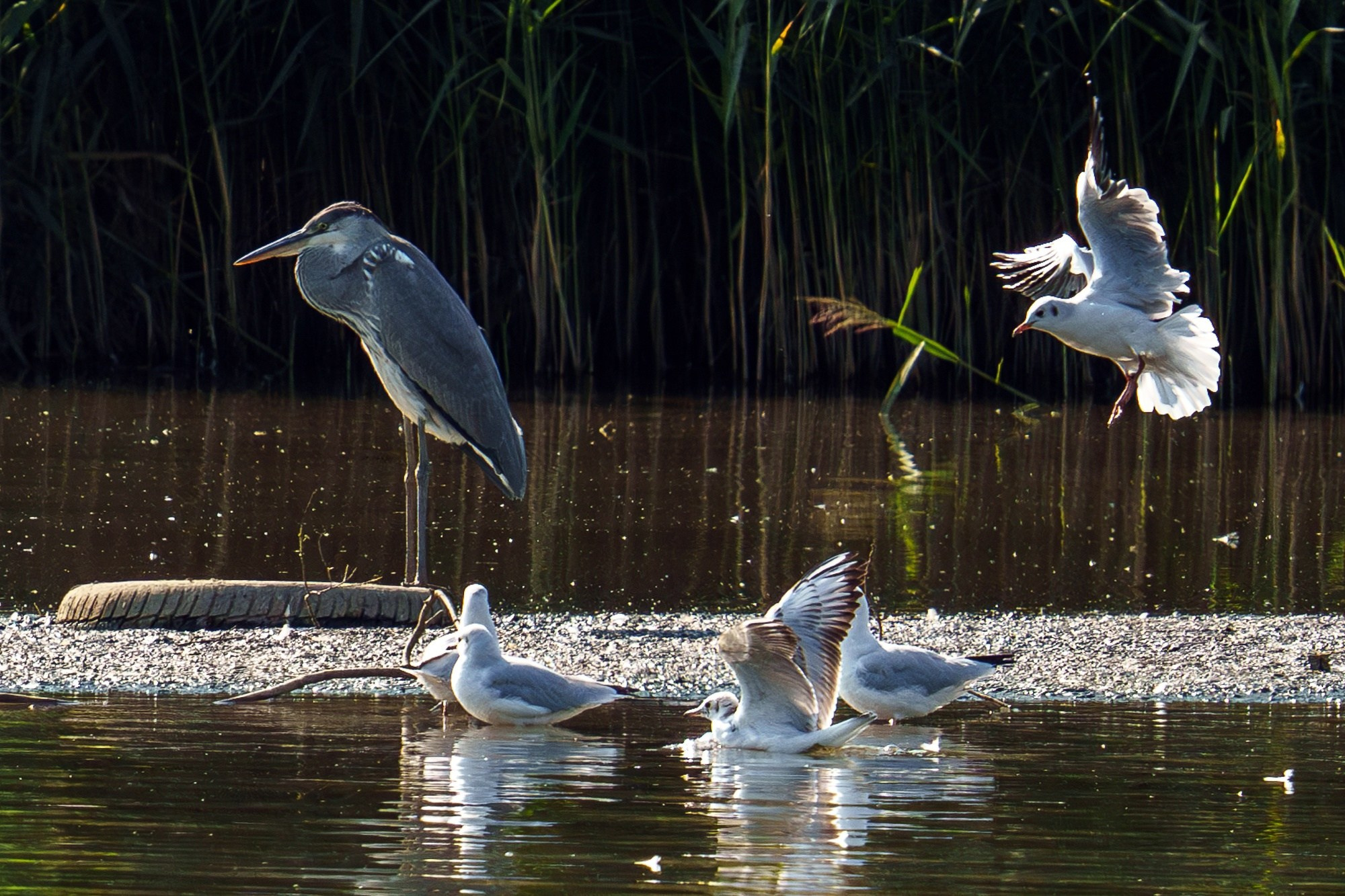 Удивительные мир птиц. Вокруг нас столько прекрасного — присмотритесь!. Ваш личный фотограф Марина Волкова