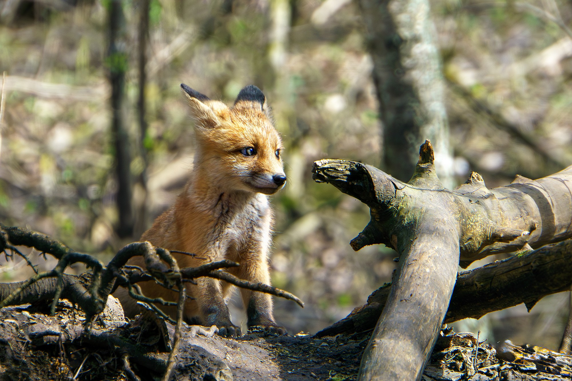 Животные. Ваш личный фотограф Марина Волкова