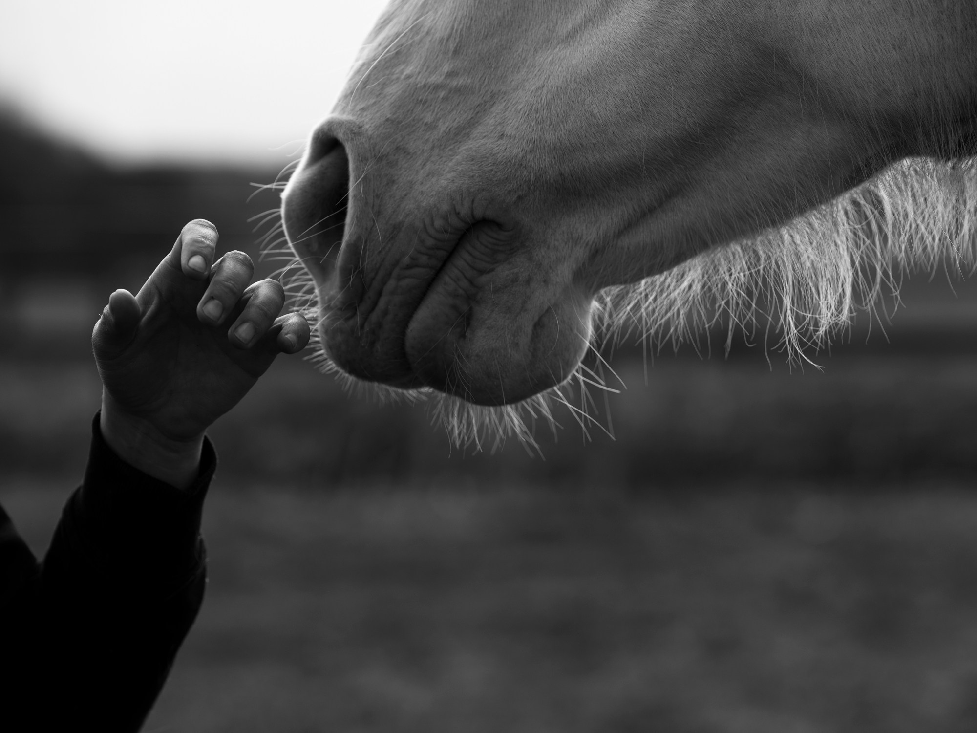 Портретная съемка, портрет девушки, фотография, фотограф спб, портретный фотограф спб, студийная съемка, съемка в студии, профессиональный фотограф, фотосессии дома, фотосессия с девушкой, домашние съемки, фотосессия с парнем, конная фотография, съемка с лошадью, lifestyle фотография, фотограф спб, питер фотограф, лавстори, лайфстайл