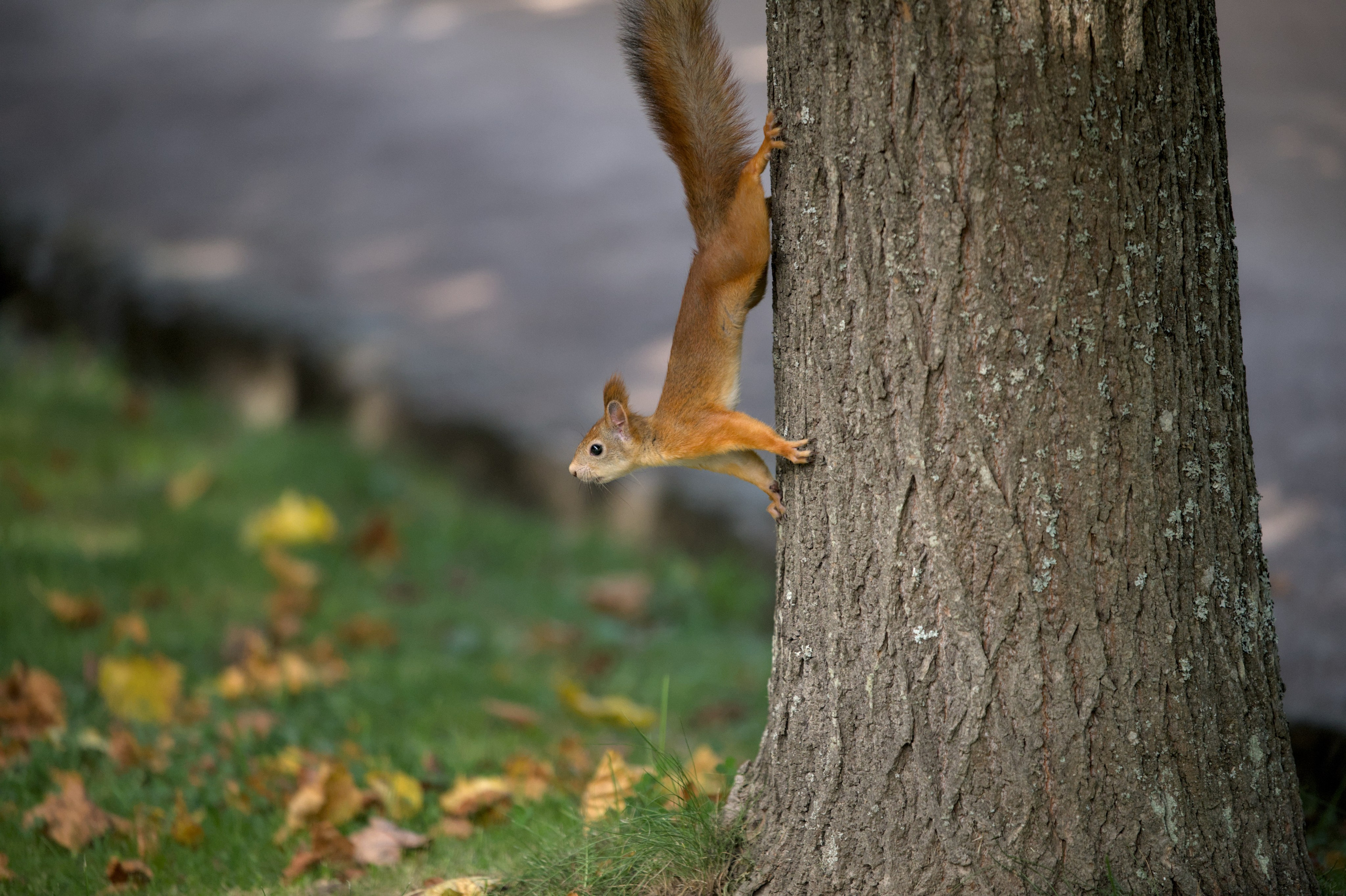 Природа. Фото детских спортивных мероприятий и всякое интересное через объектив