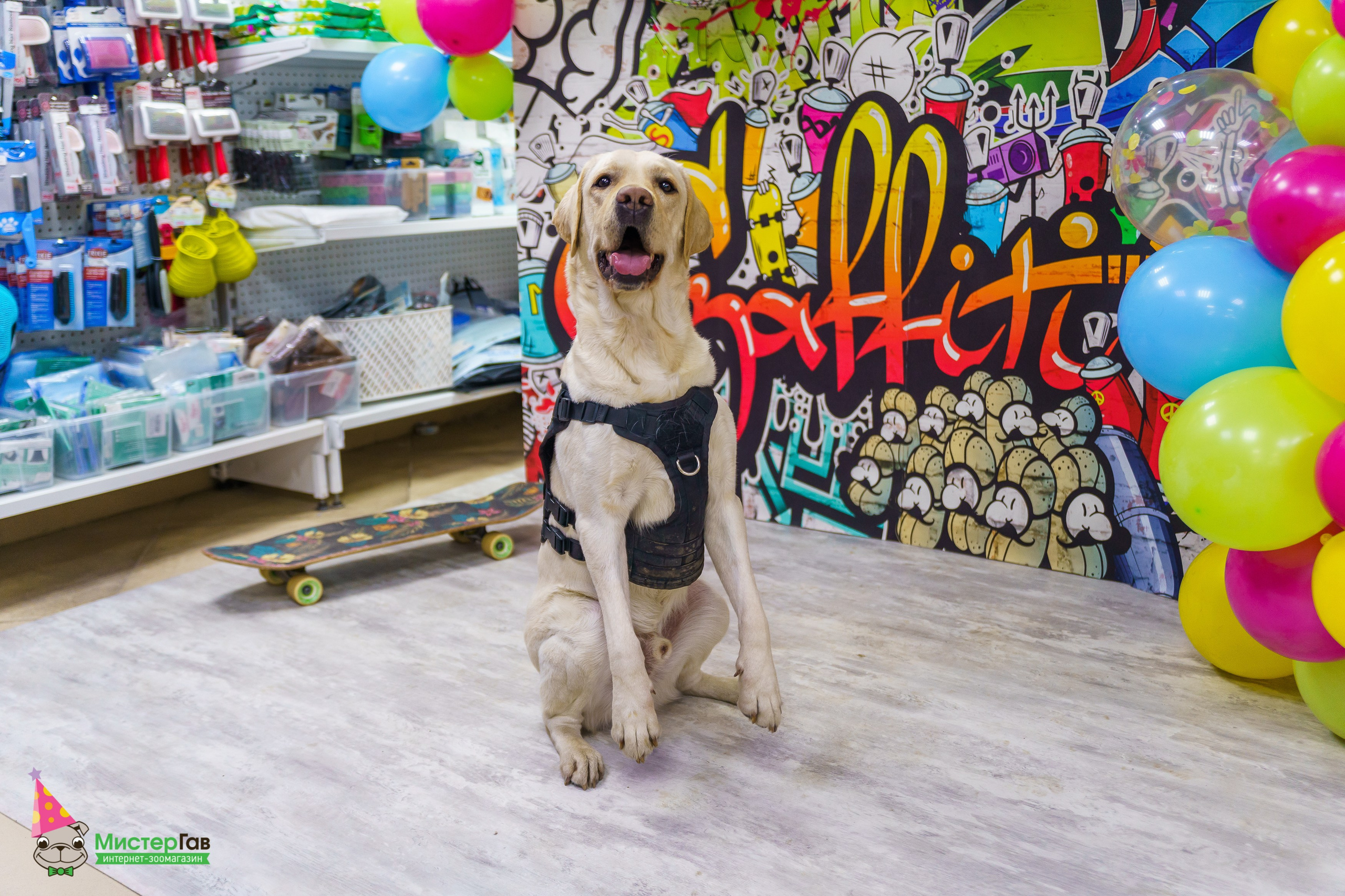 Мистер Гав -13 лет!. Фотограф Челябинск · Ольга Серебрякова