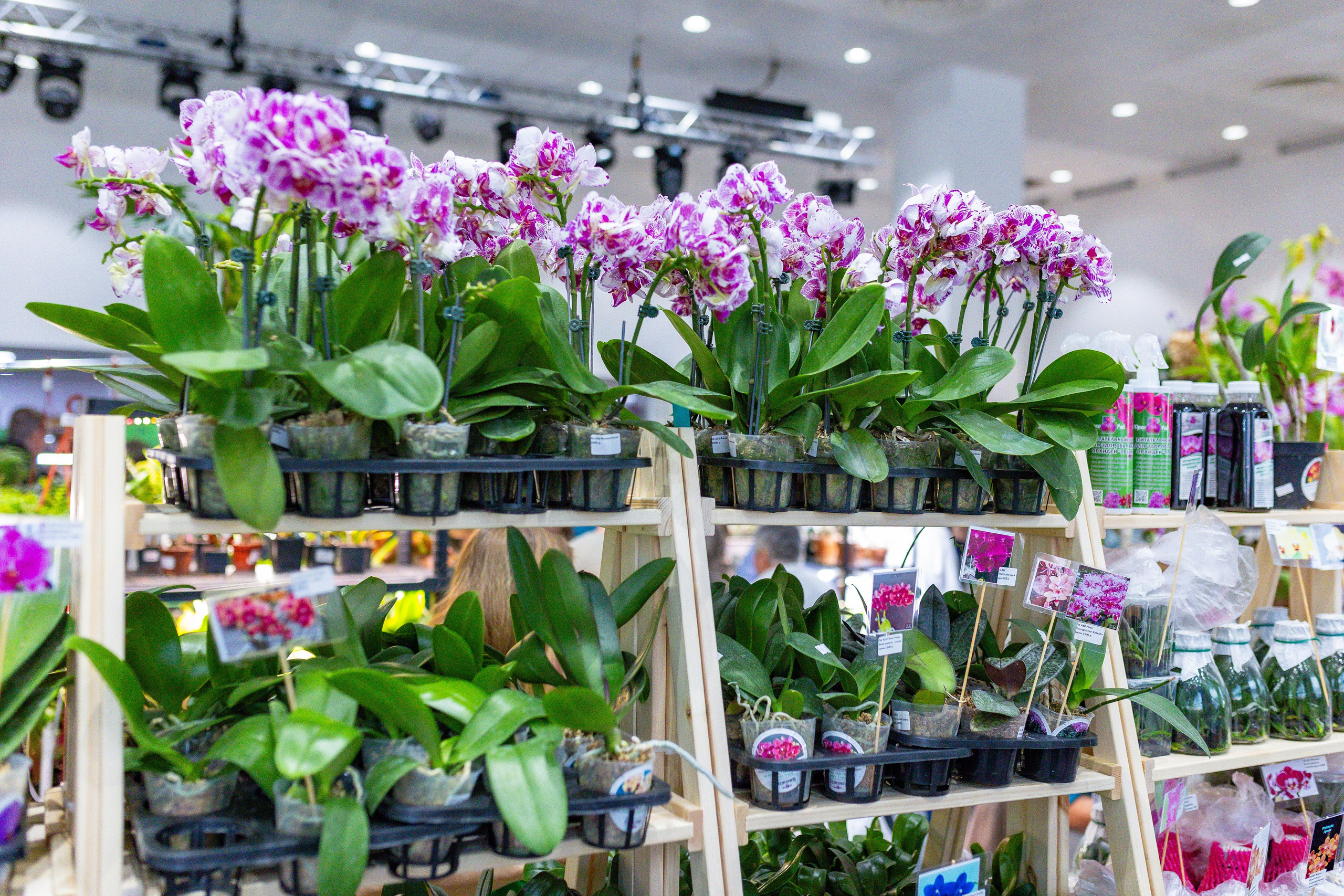 Орхидиум сентябрь 2025. Александра Куликова фотограф, Москва