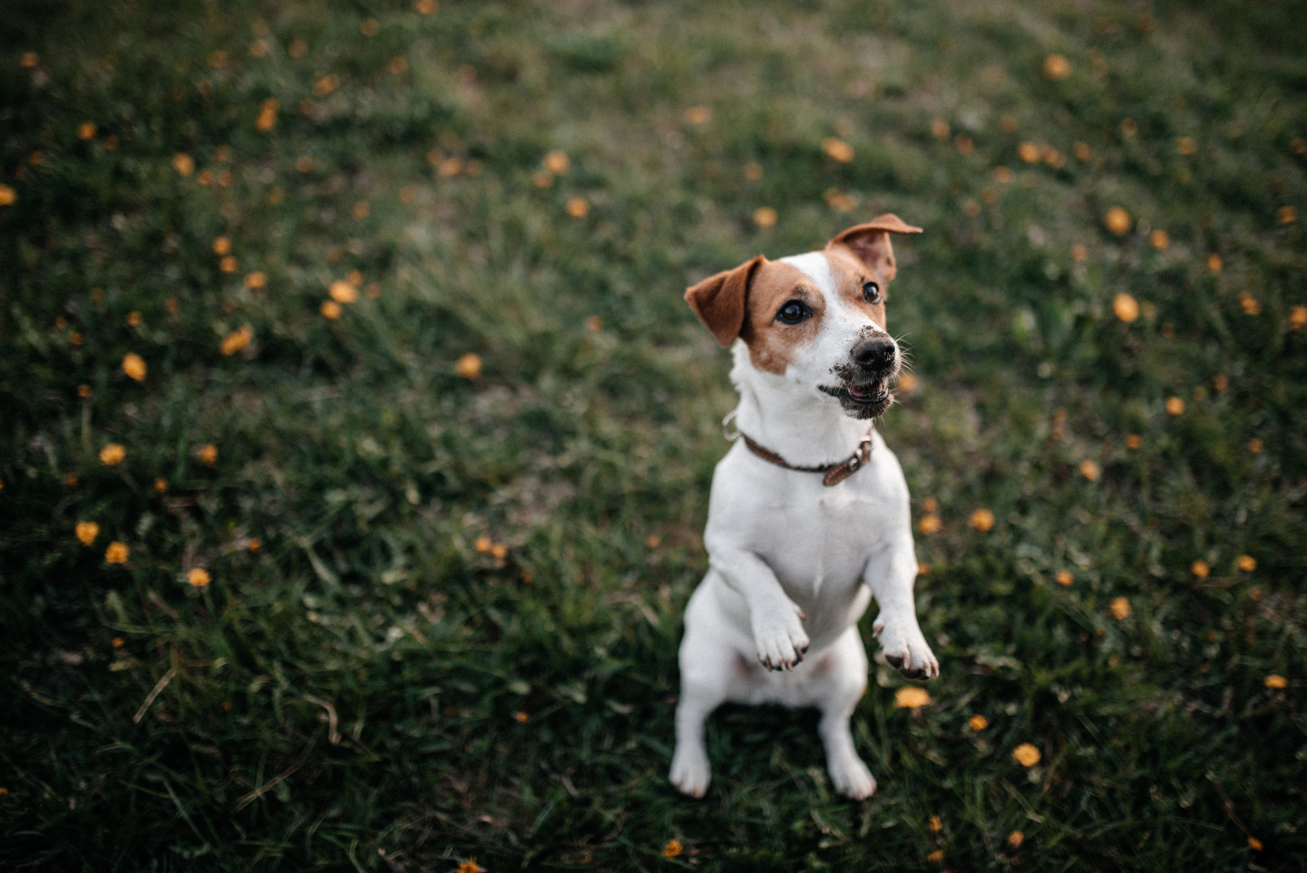 Карина+Леша. Костюшко Кристина — семейный и свадебный фотограф в Минске