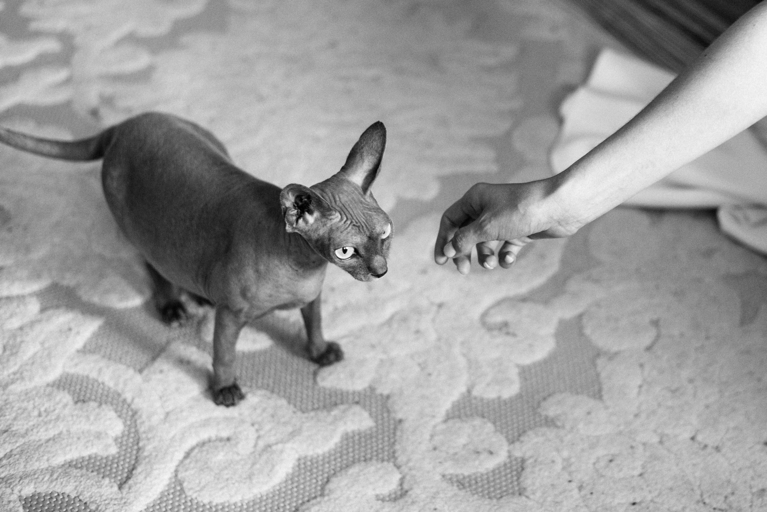 Илона+Самир. Костюшко Кристина — семейный и свадебный фотограф в Минске