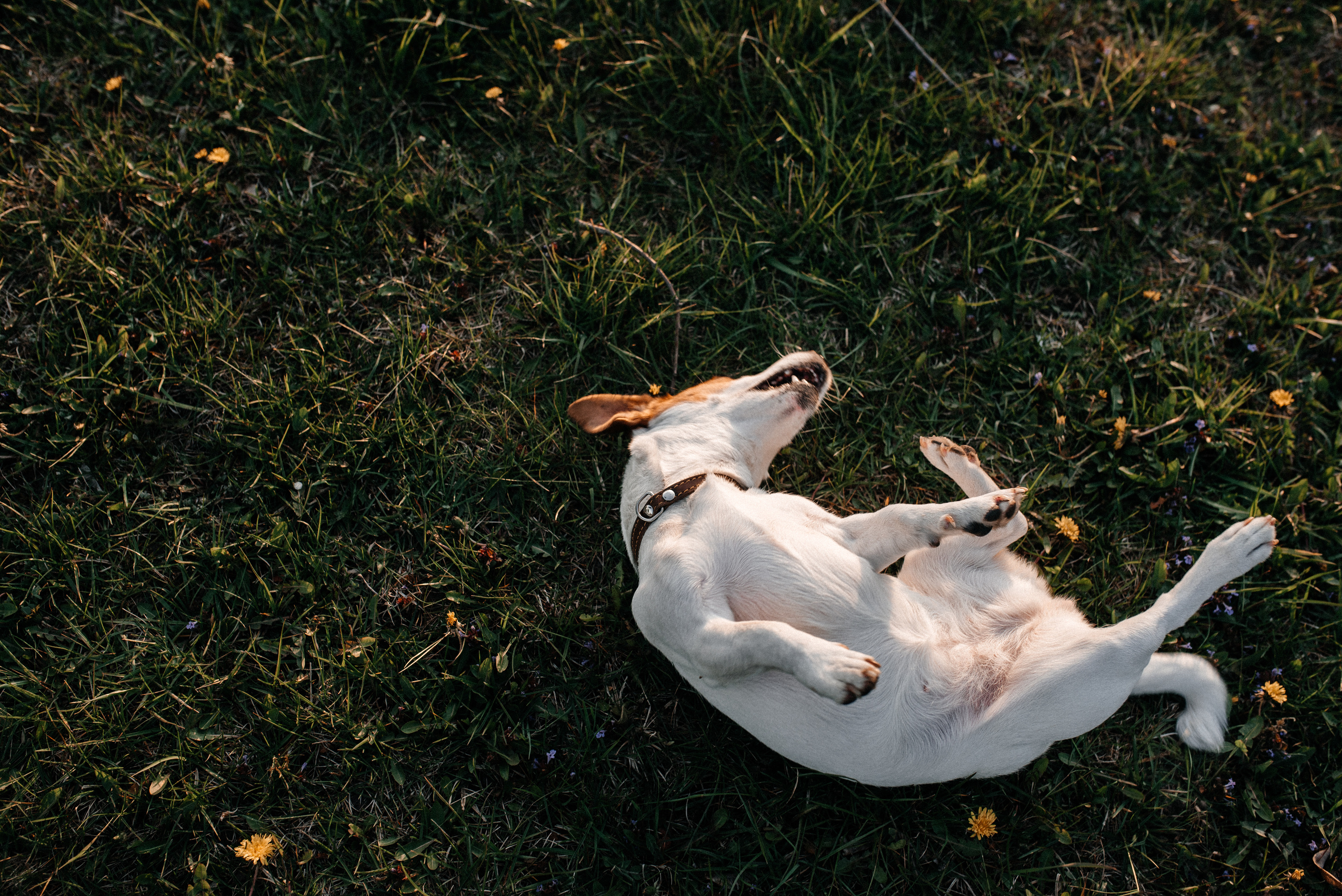 Карина+Леша. Костюшко Кристина — семейный и свадебный фотограф в Минске