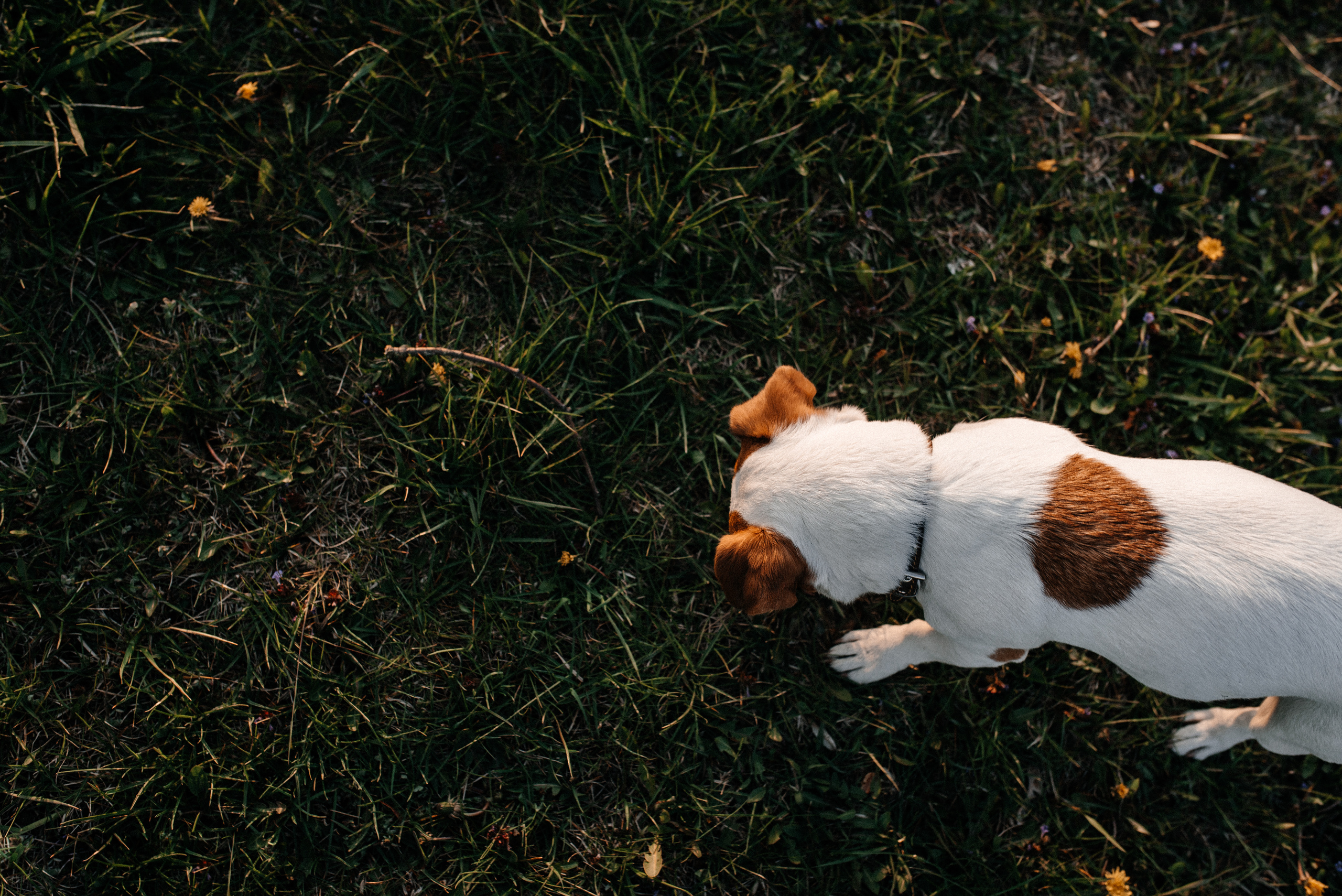 Карина+Леша. Костюшко Кристина — семейный и свадебный фотограф в Минске