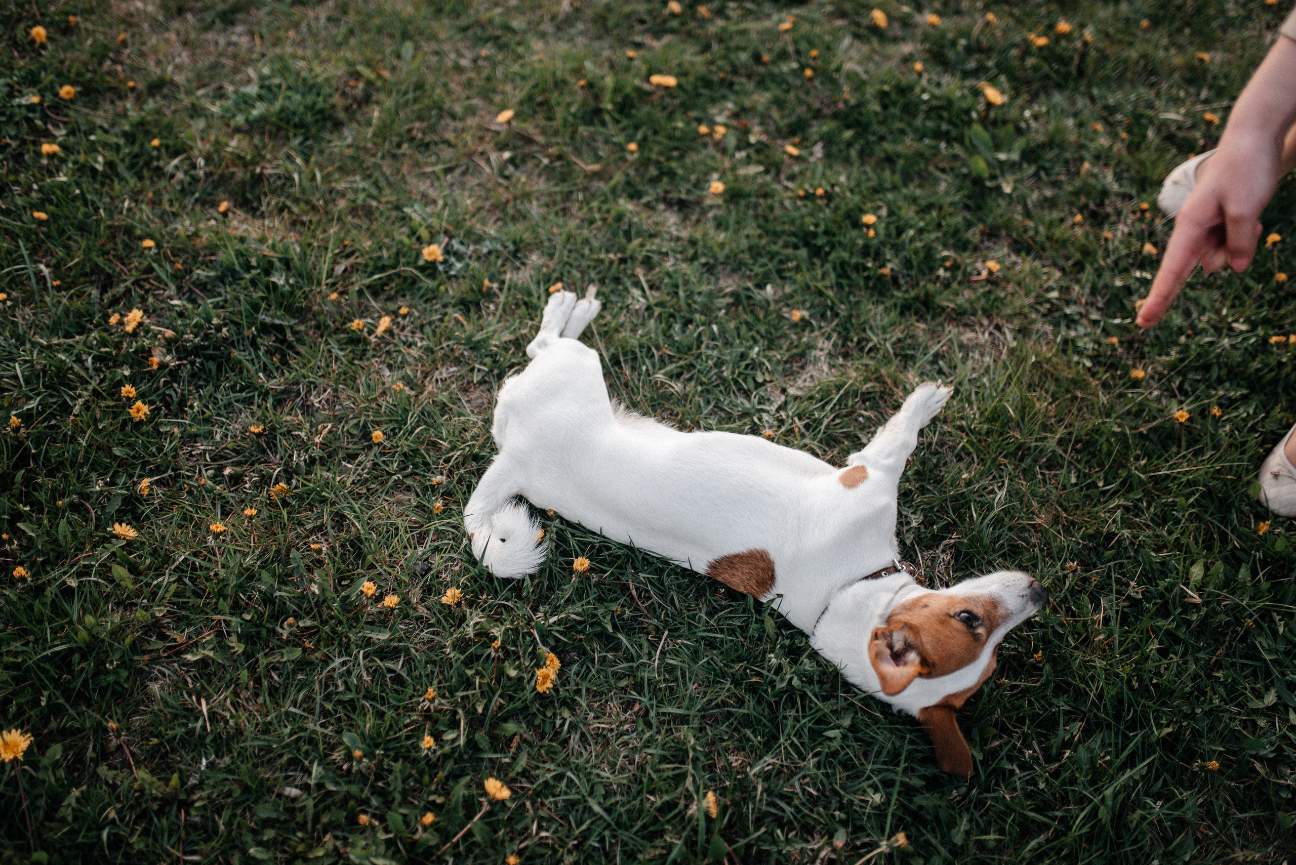 Карина+Леша. Костюшко Кристина — семейный и свадебный фотограф в Минске
