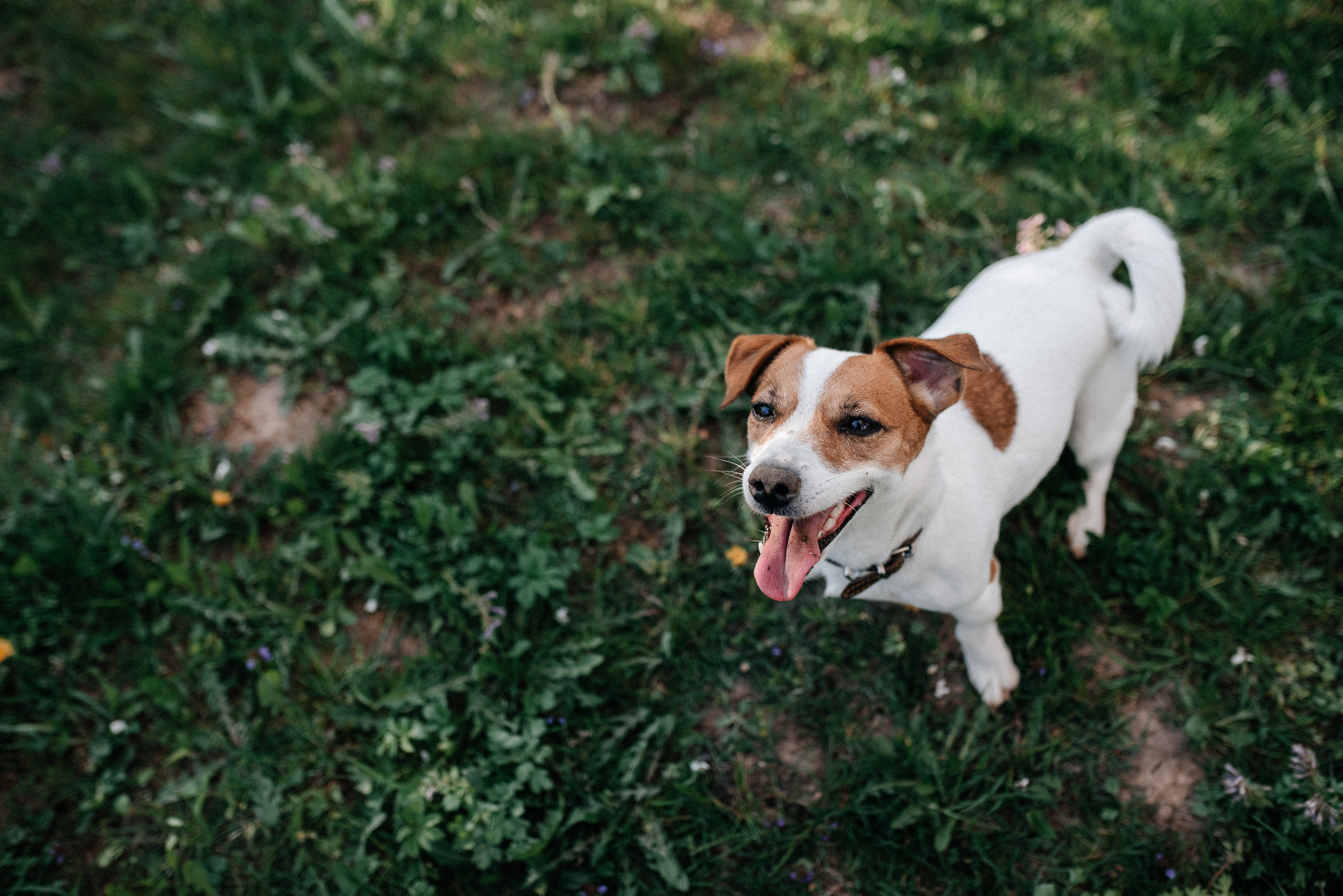 Карина+Леша. Костюшко Кристина — семейный и свадебный фотограф в Минске