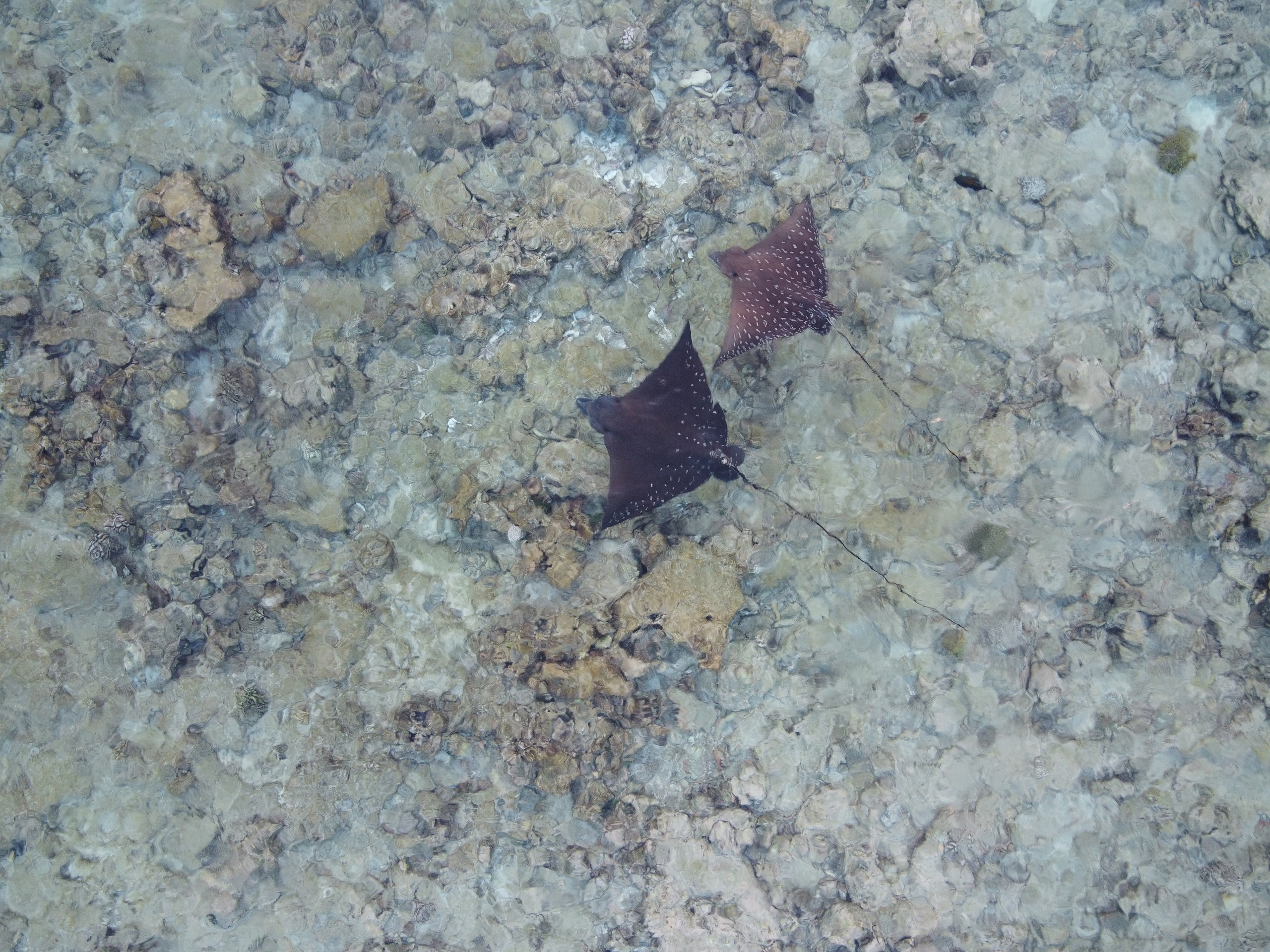 Фотограф Мельник Ирина. Москва