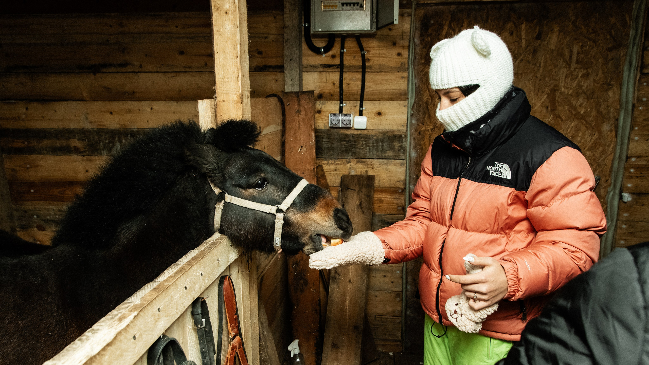 Миниферма в Теребочево. Свадебный и семейный фотограф в г. Волхов Алексей Кочерыжкин
