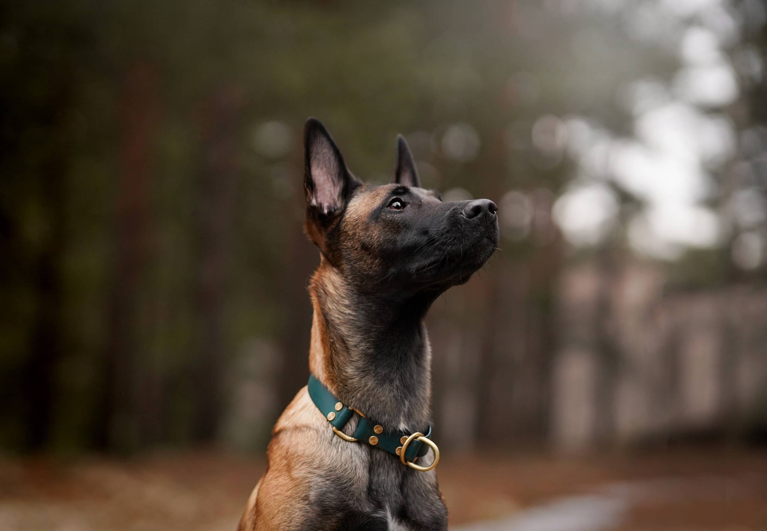 Панда и Эста. Фотограф-анималист в Санкт-Петербурге Яна Мартынова
