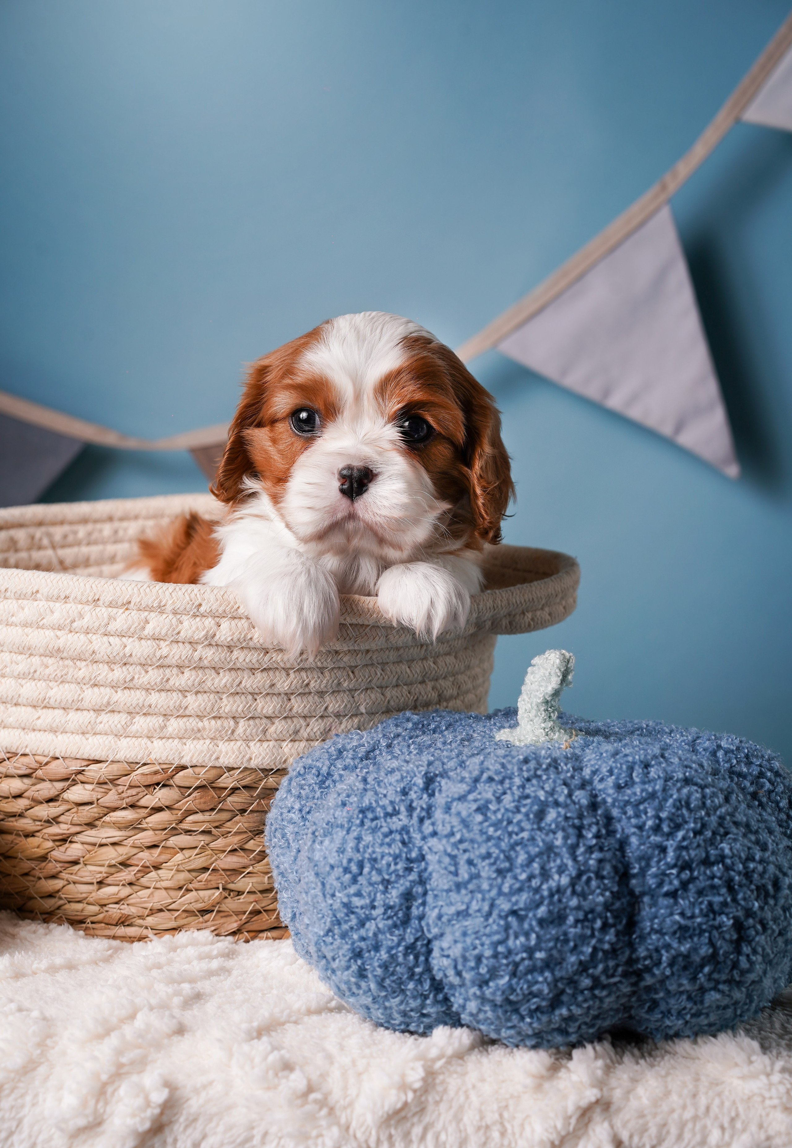 Щенки кавалера. Фотограф-анималист в Санкт-Петербурге Яна Мартынова