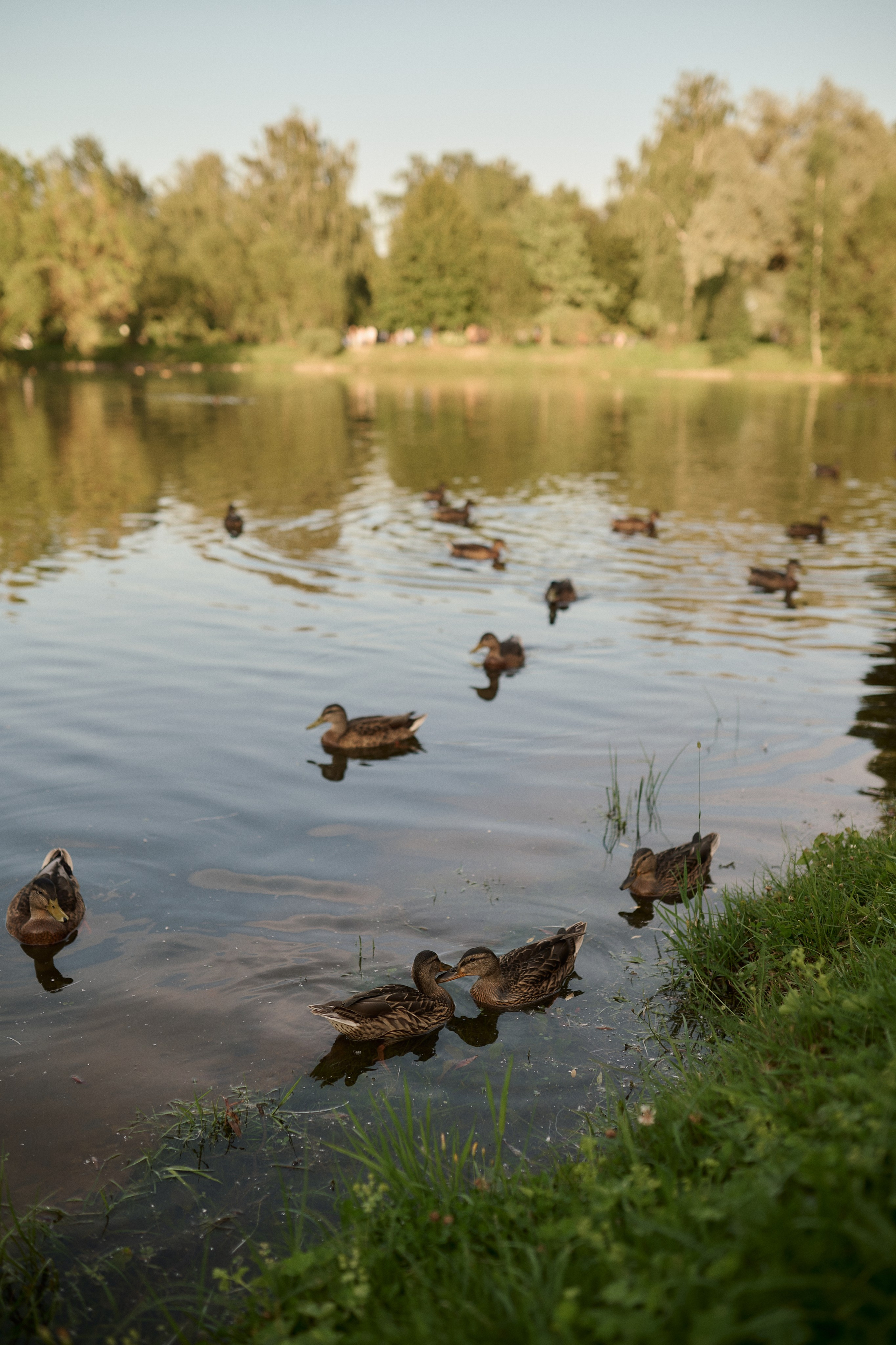 Рохус, Юля и Оливия в парке Останкино. Семейный и свадебный lifestyle-фотограф в Москве Мария Петрова