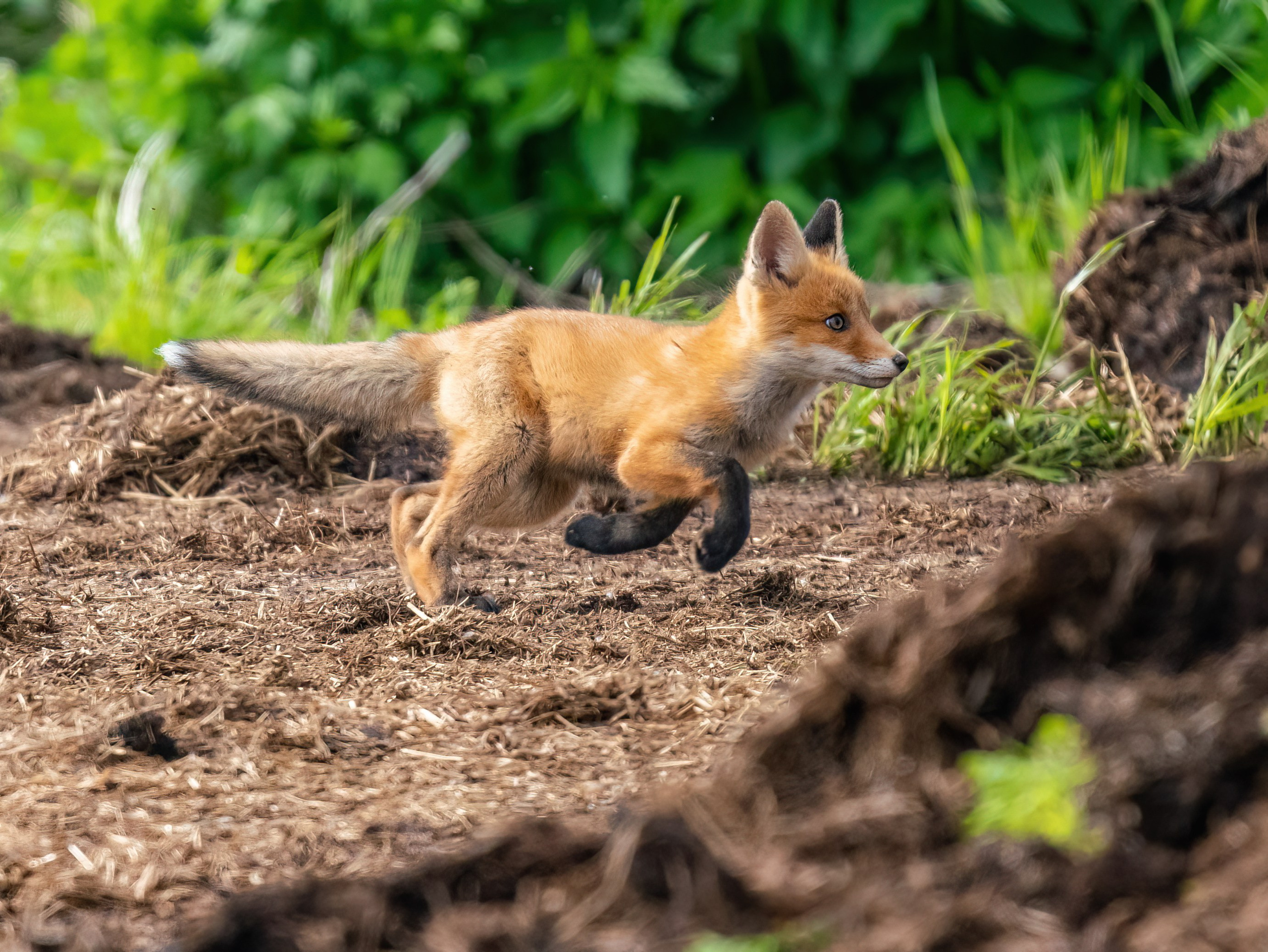Анималистика. Константин Дем | Фотограф