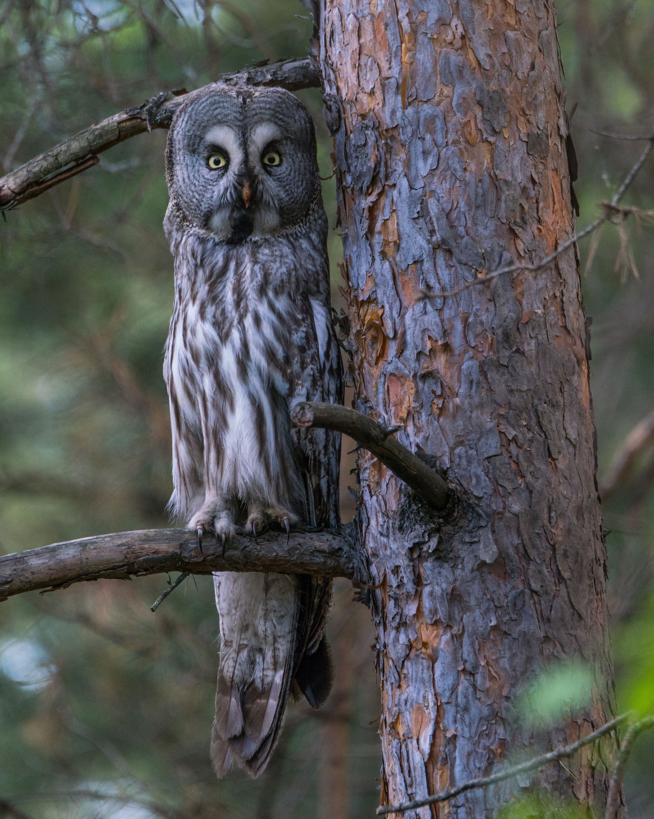Достижения. Константин Дем | Фотограф