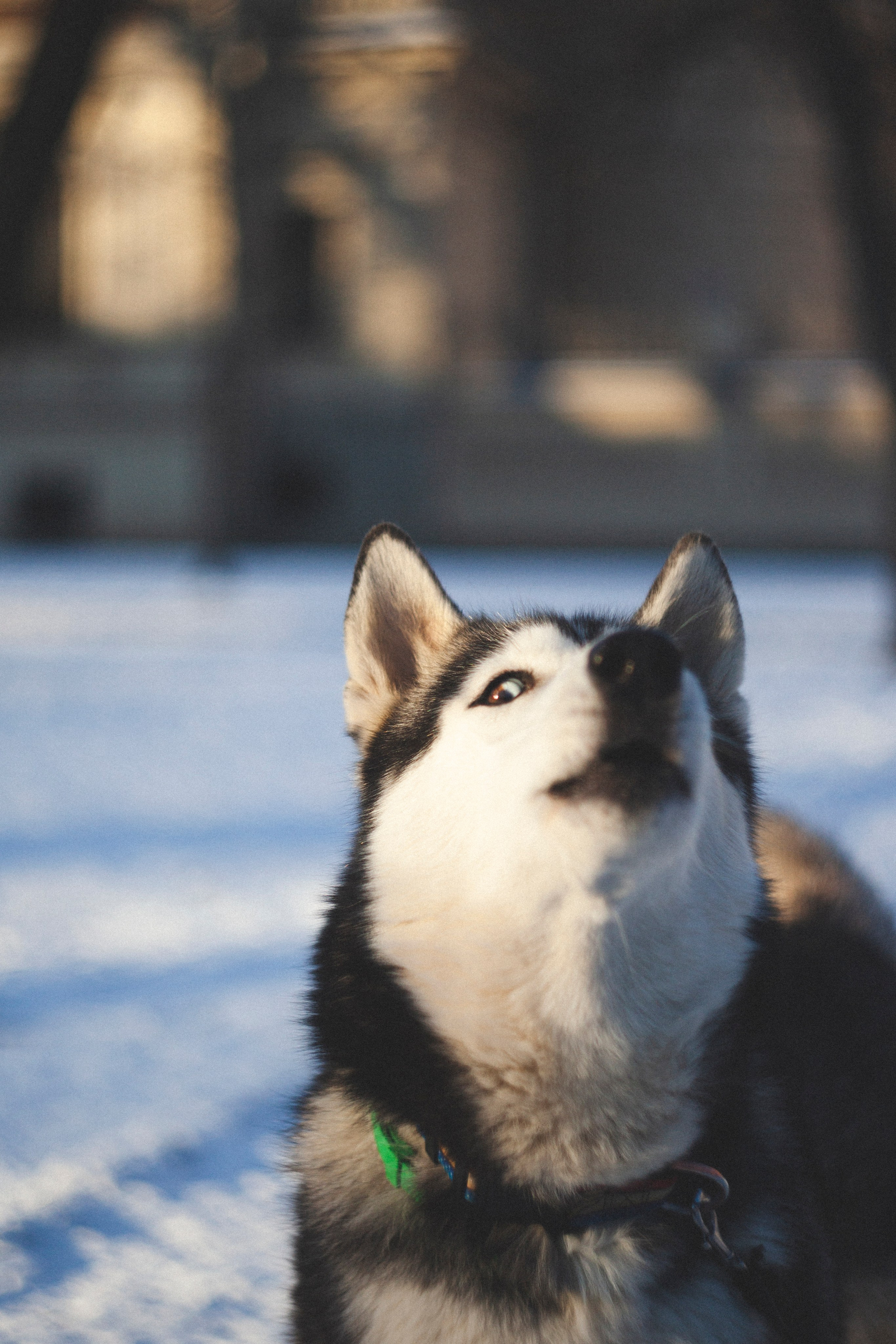 В Алексеевском саду. Фотограф Адигамова Юлия в Петербурге