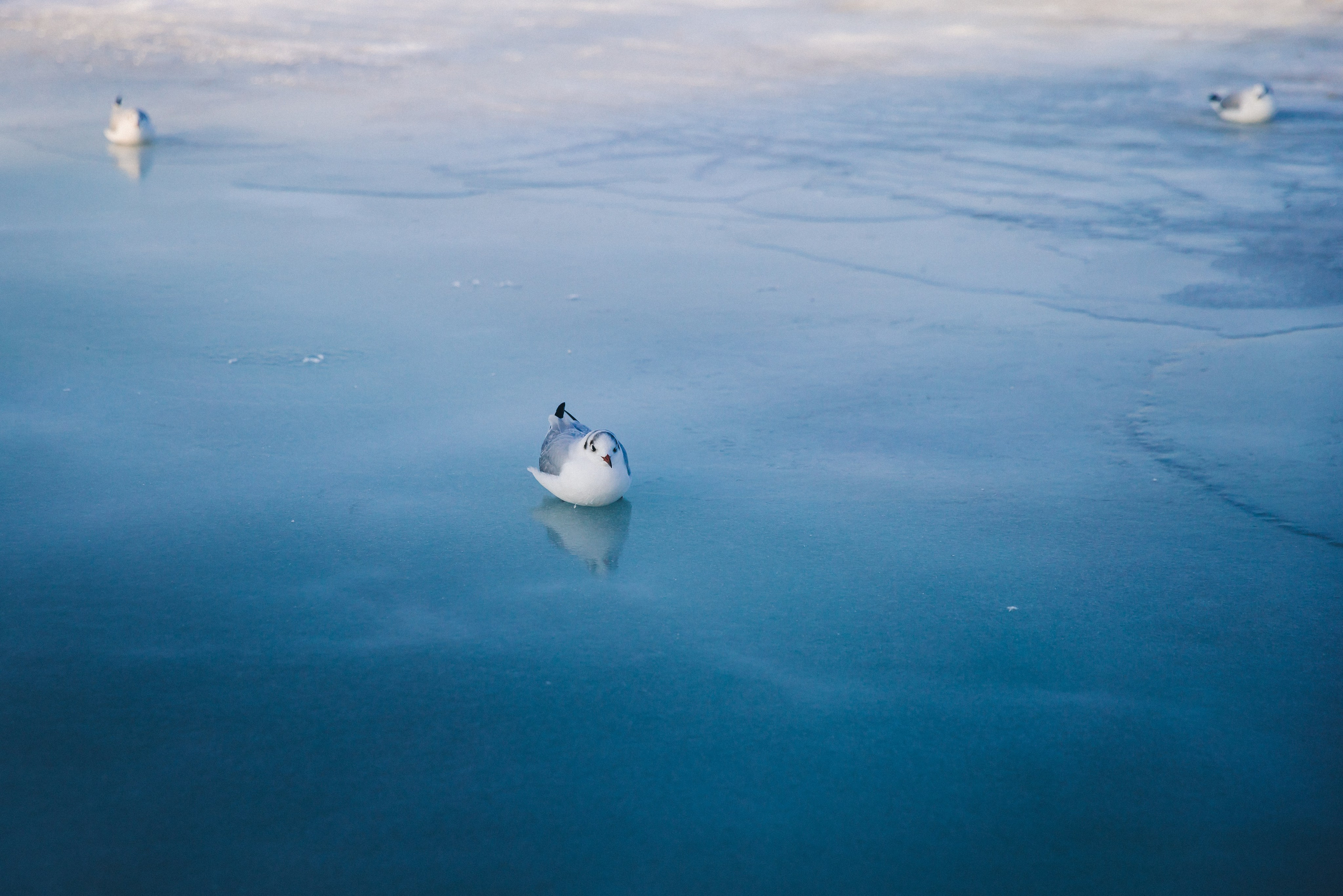 Море + ветер + чайки = Балтика. Фотограф Зеленоградск Красильникова Елена