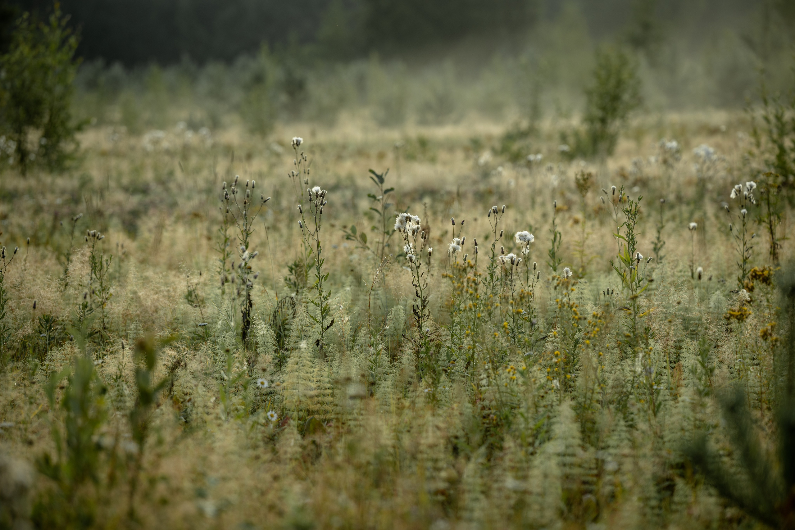 Природные пейзажи. Наталия Клевинскас портретный фотограф в Костроме