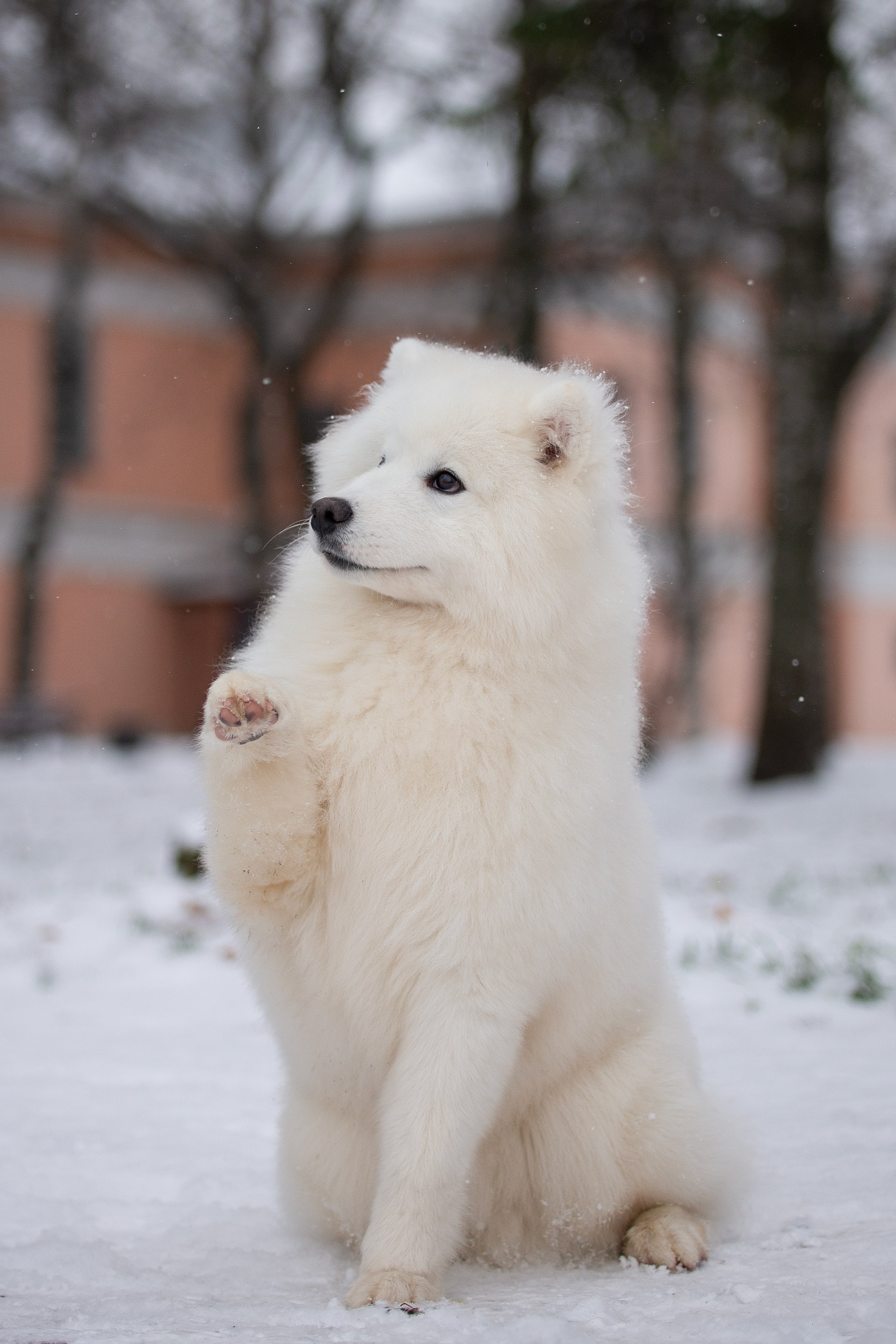 Собаки питомника Версаль. Творческий фотограф Вологда