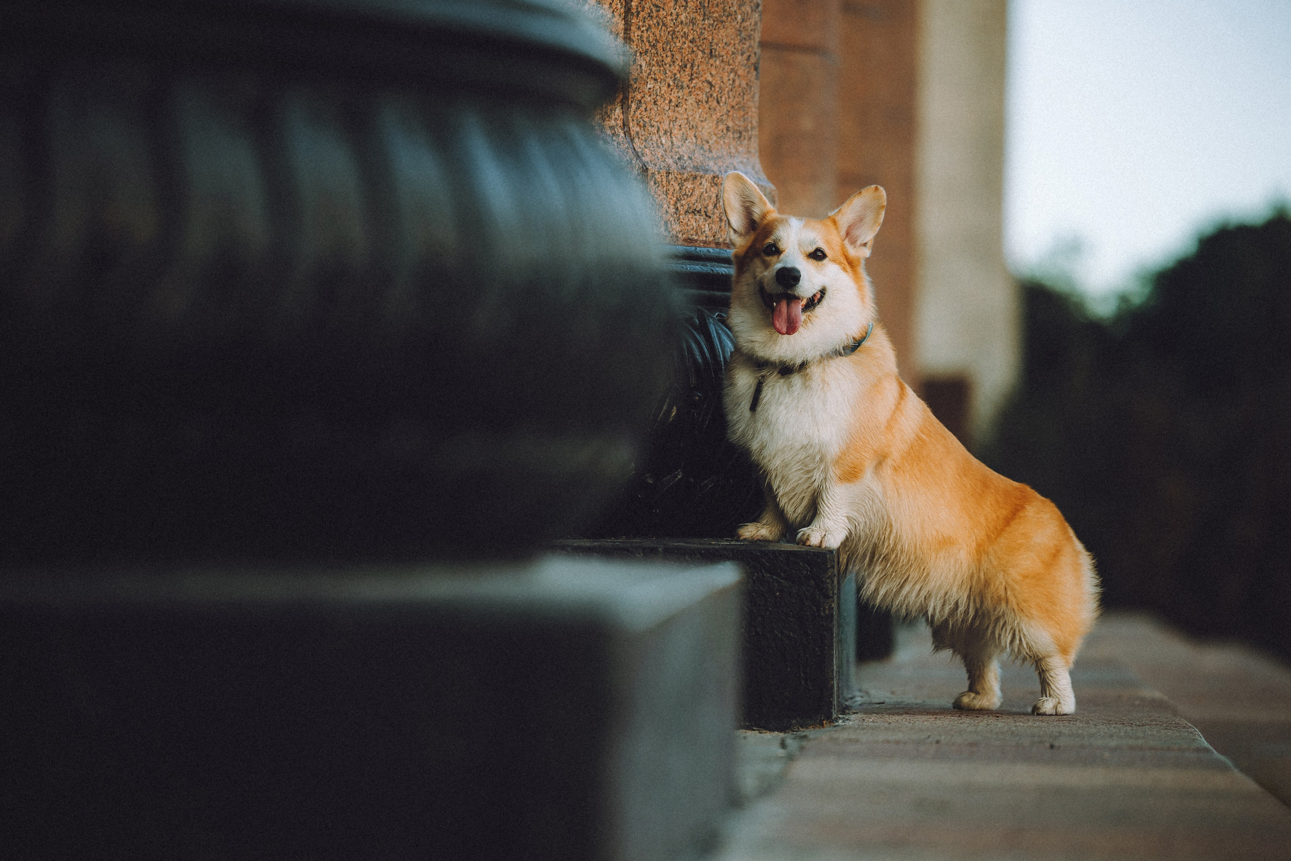 Пуговка и ее семья