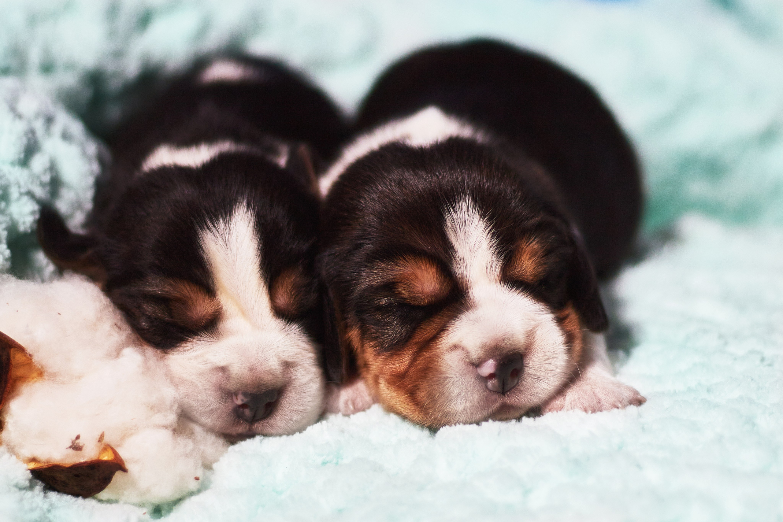 Фотосессия щенков от 7-и дней в стиле ньюборн. Фотограф анималист — Тула, Москва