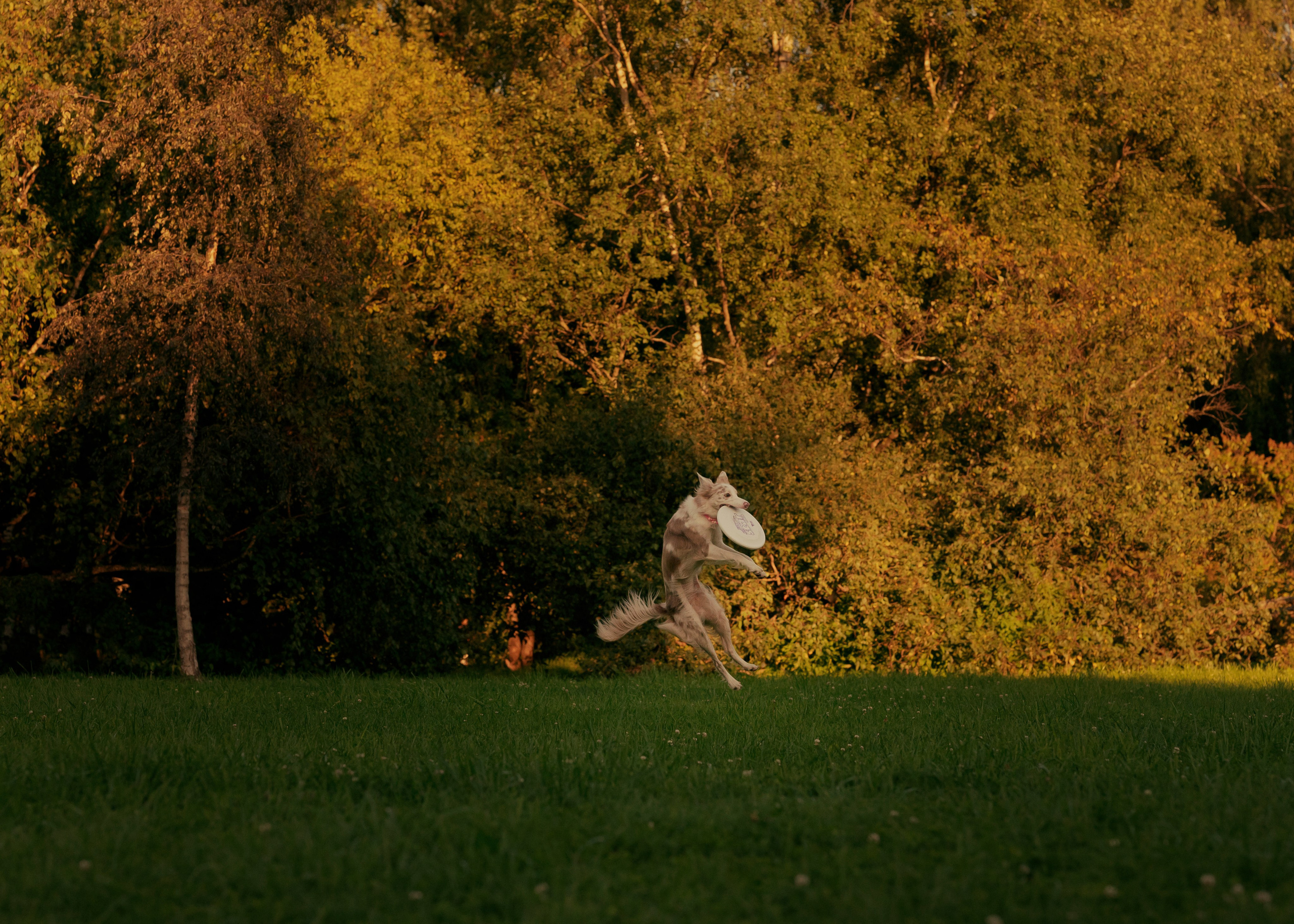 Вэй. Фотограф- анималист Александра Матвеева