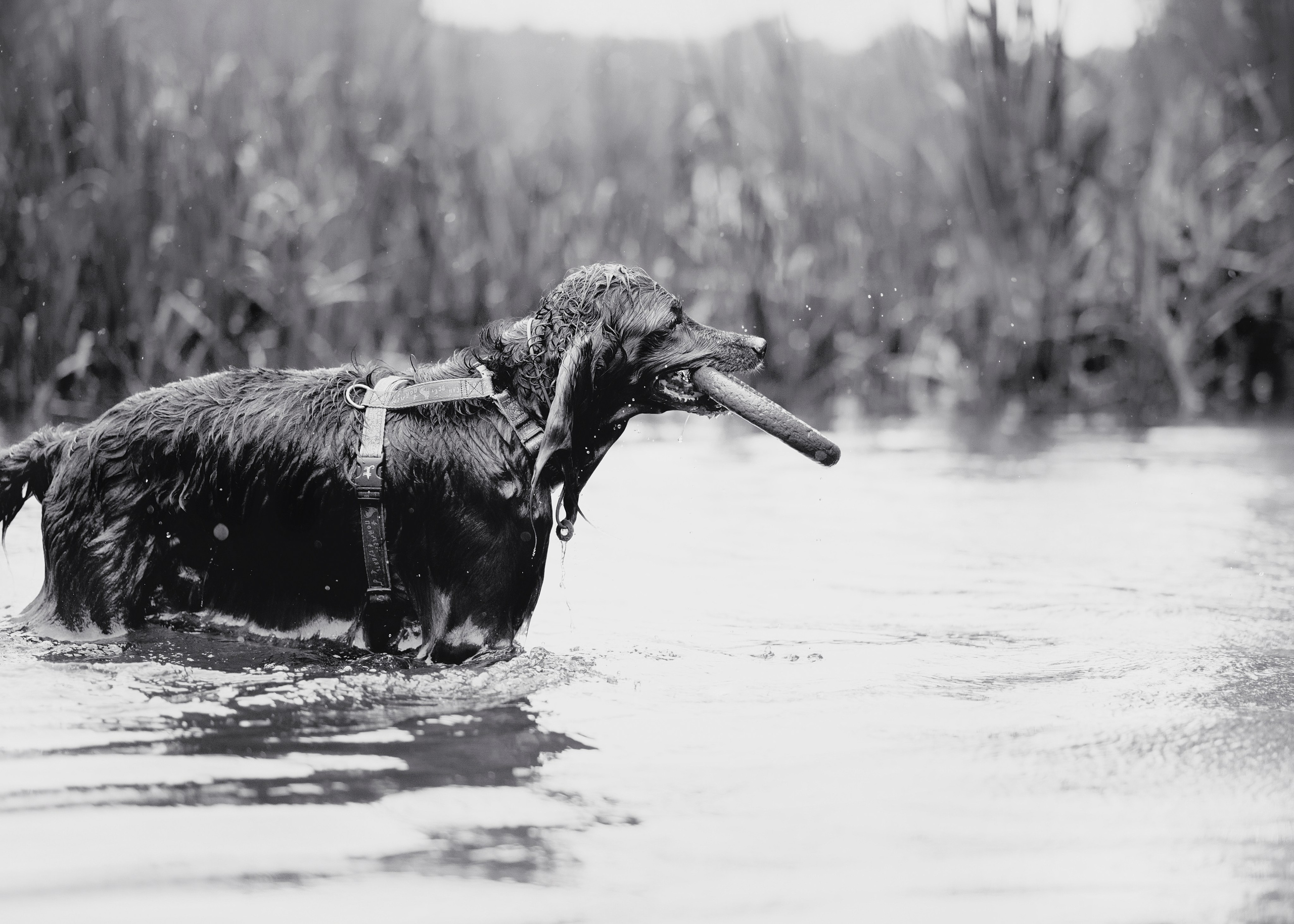 Рейн. Фотограф- анималист Александра Матвеева