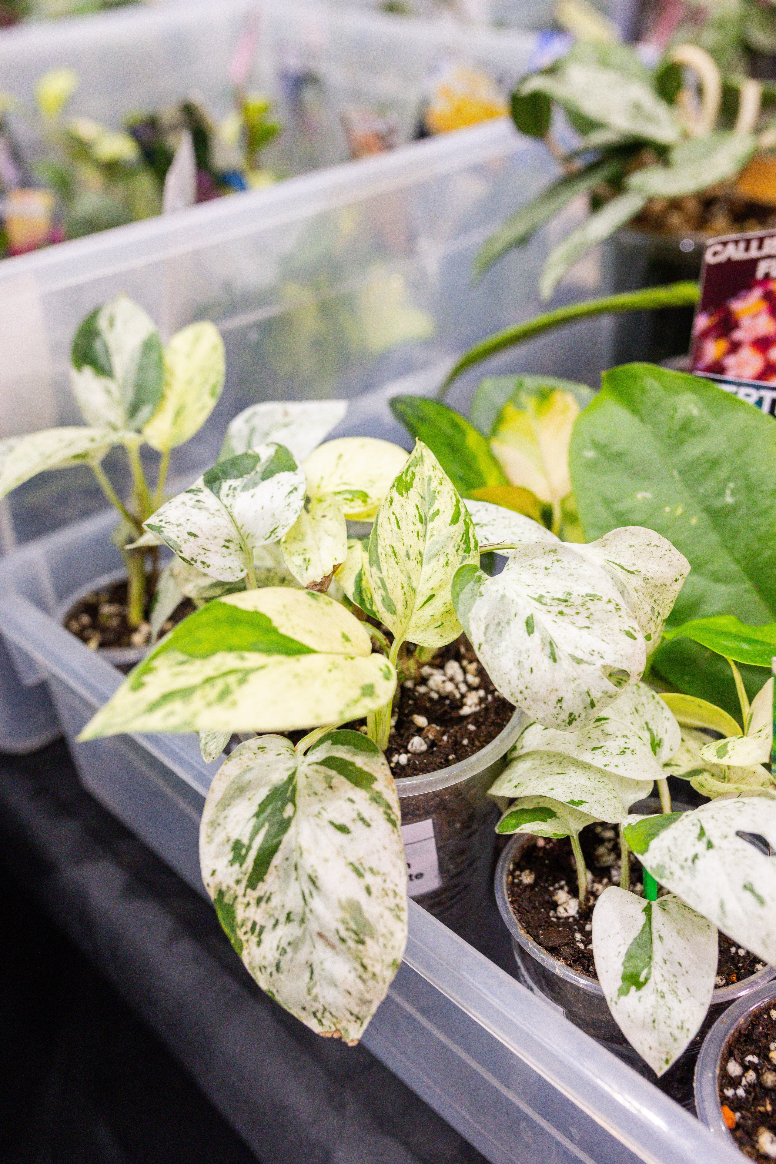 Монстериум 11–12 октября. Александра Куликова фотограф, Москва