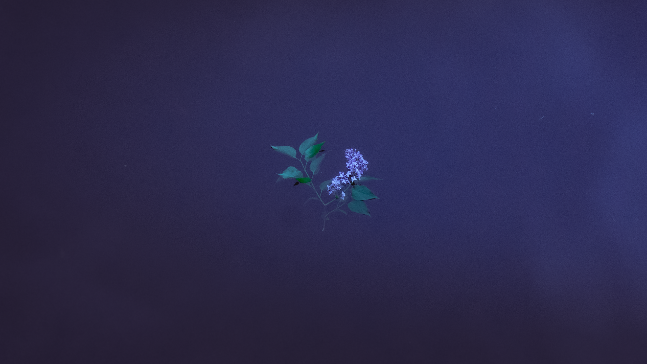 Gallery / Галерея. Кир Анисин. Режиссер & фотограф