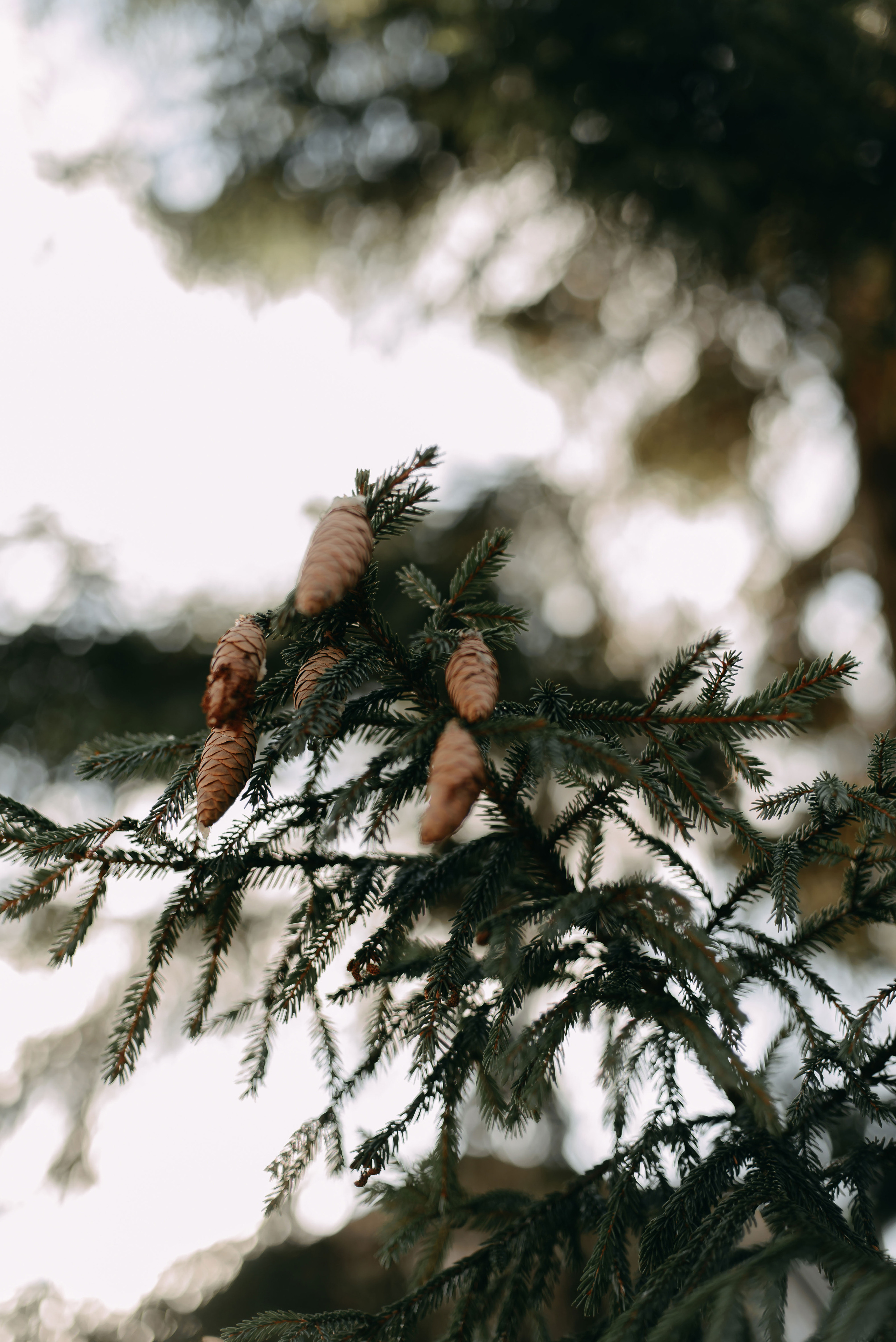 Илья и Наталья. Свадебный фотограф Анастасия Сюзанова