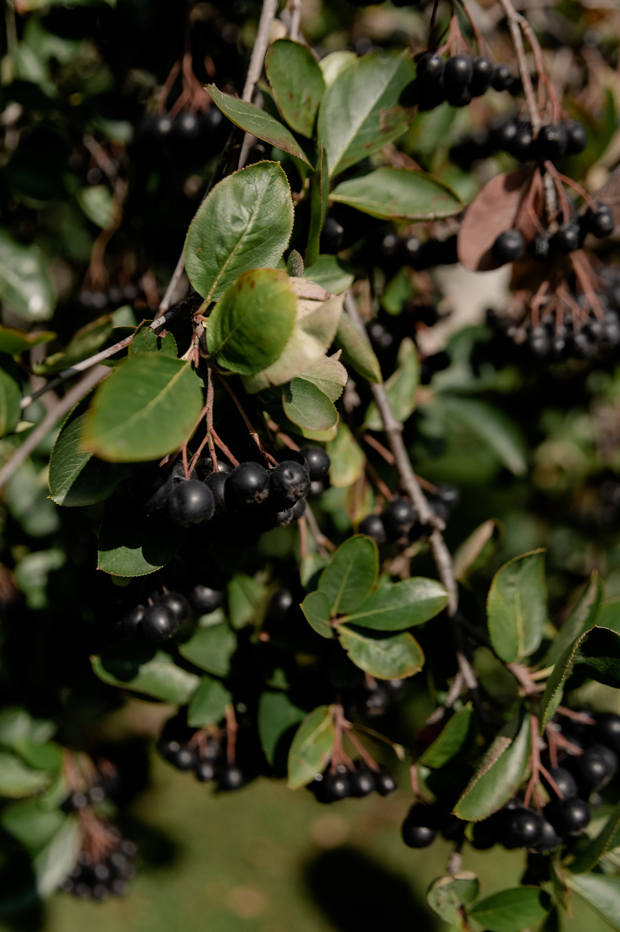 Иван и Анна. Фотограф Анна Пятак
