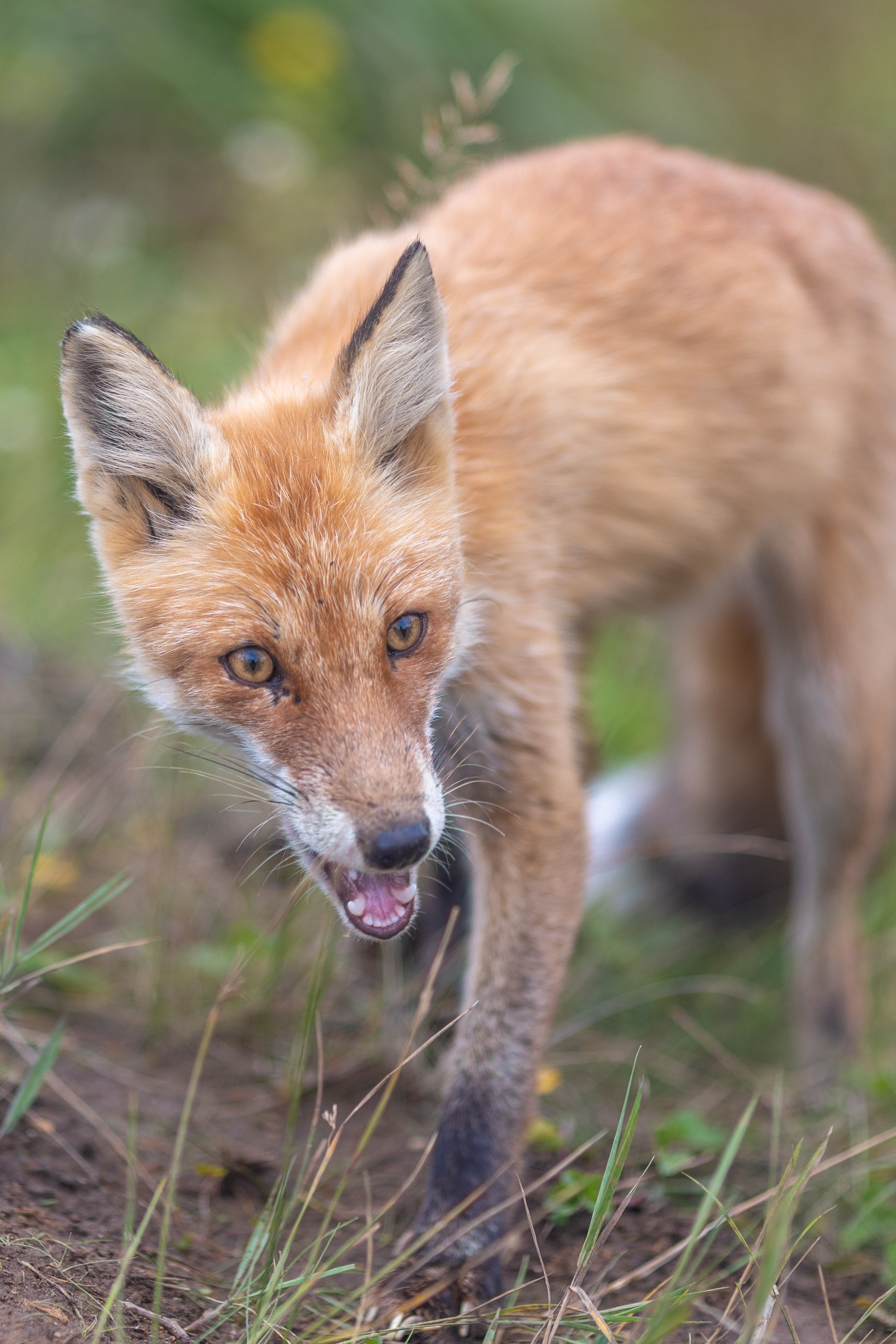 Шикотан. Тревел-фотограф Олег Гуров
