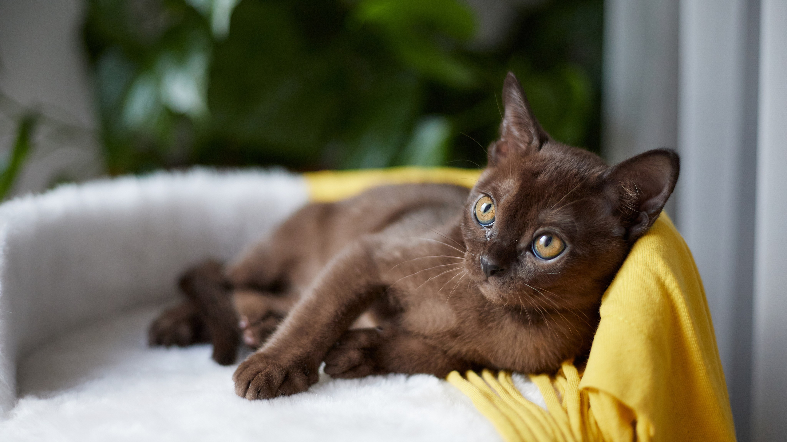 Питомник «Bouncy Life»