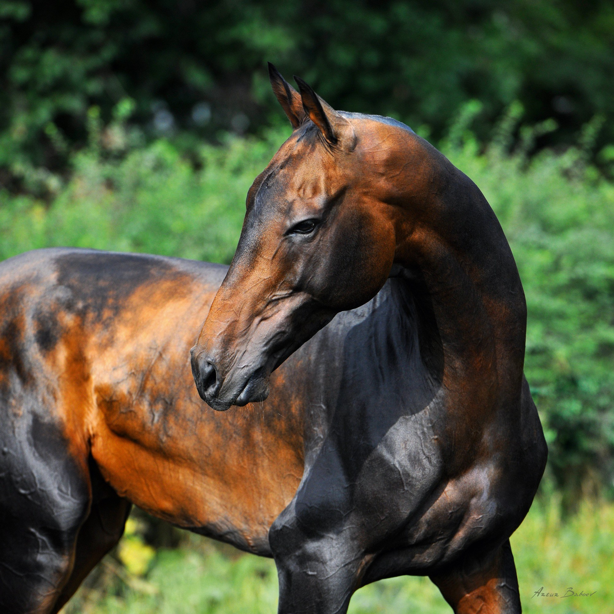 Gallery. Art photos of horses — ARTUR BABOEV | Photographer