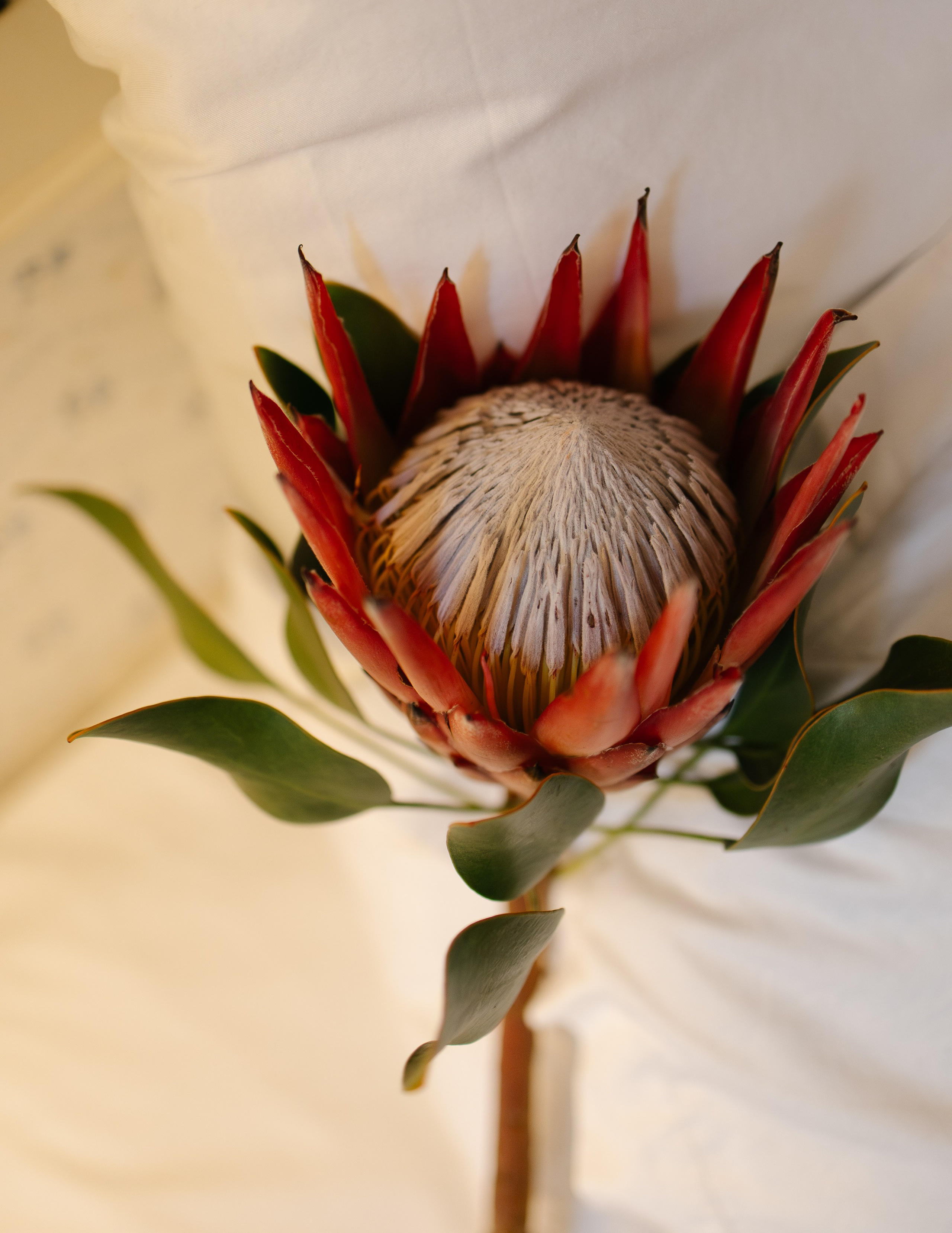 Кирилл и Екатерина | особняк Леман. Свадебный фотограф в Москве Наталья Струкова