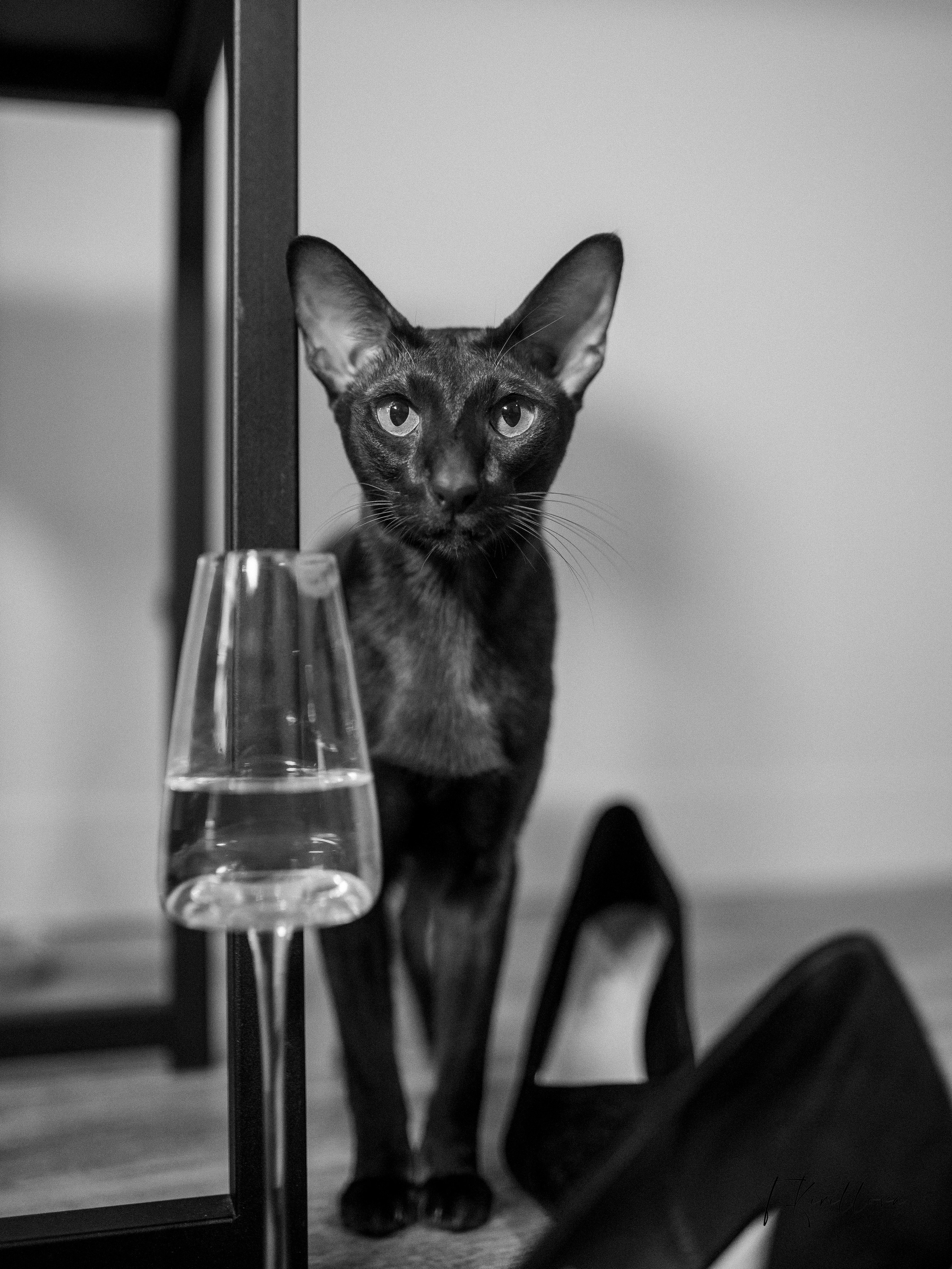 Новогоднее утро. Фотограф-анималист в Москве Кириллова Татьяна