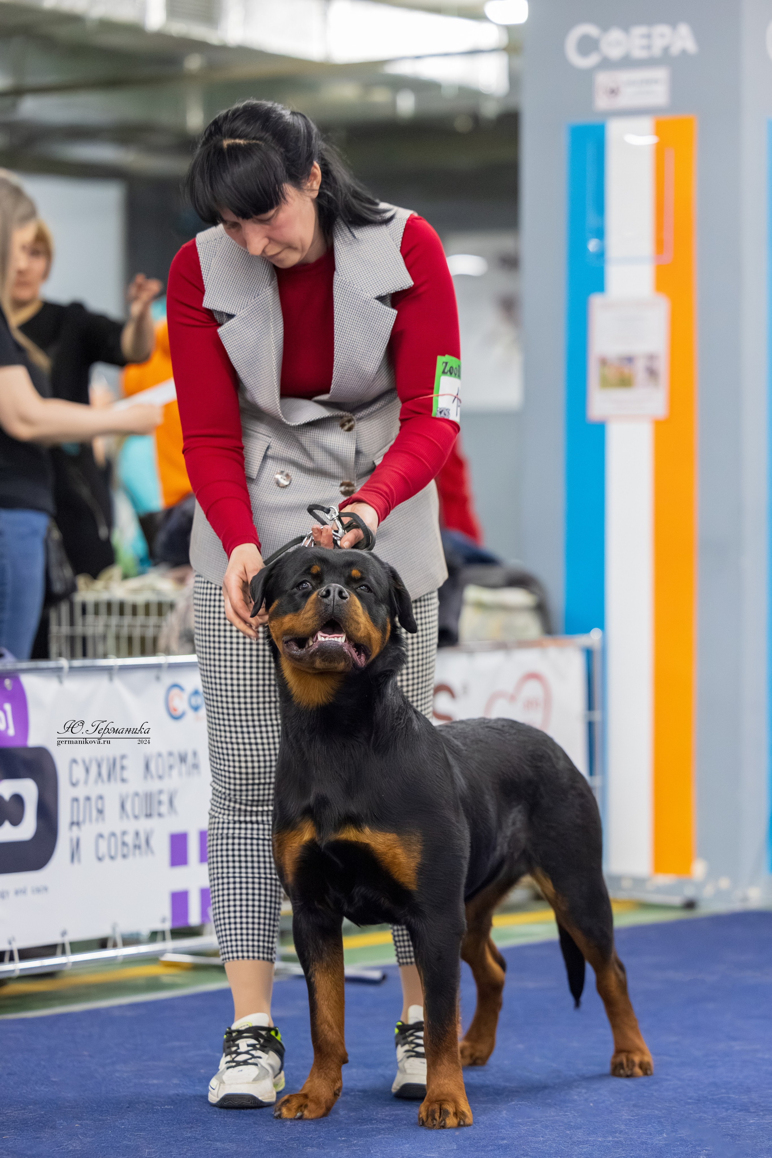 Сфера 08 и 10.03.2024 2хмоно ротвейлеров+2хмоно сао. Фотограф-анималист Юлия Германика