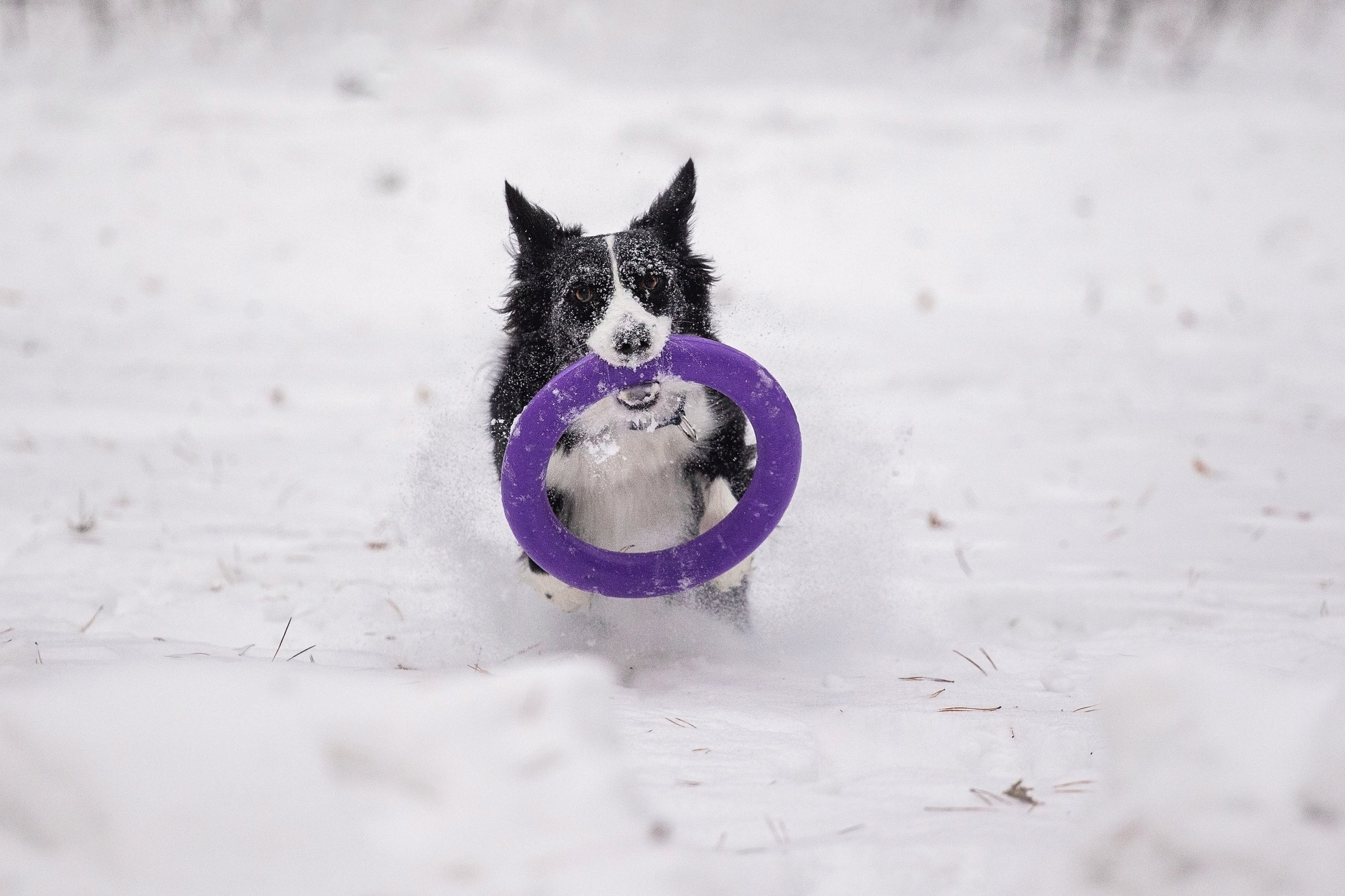 Арина и Грейс. YULA KOLESOVA | Фотограф — Анималист | Художник | Тюмень