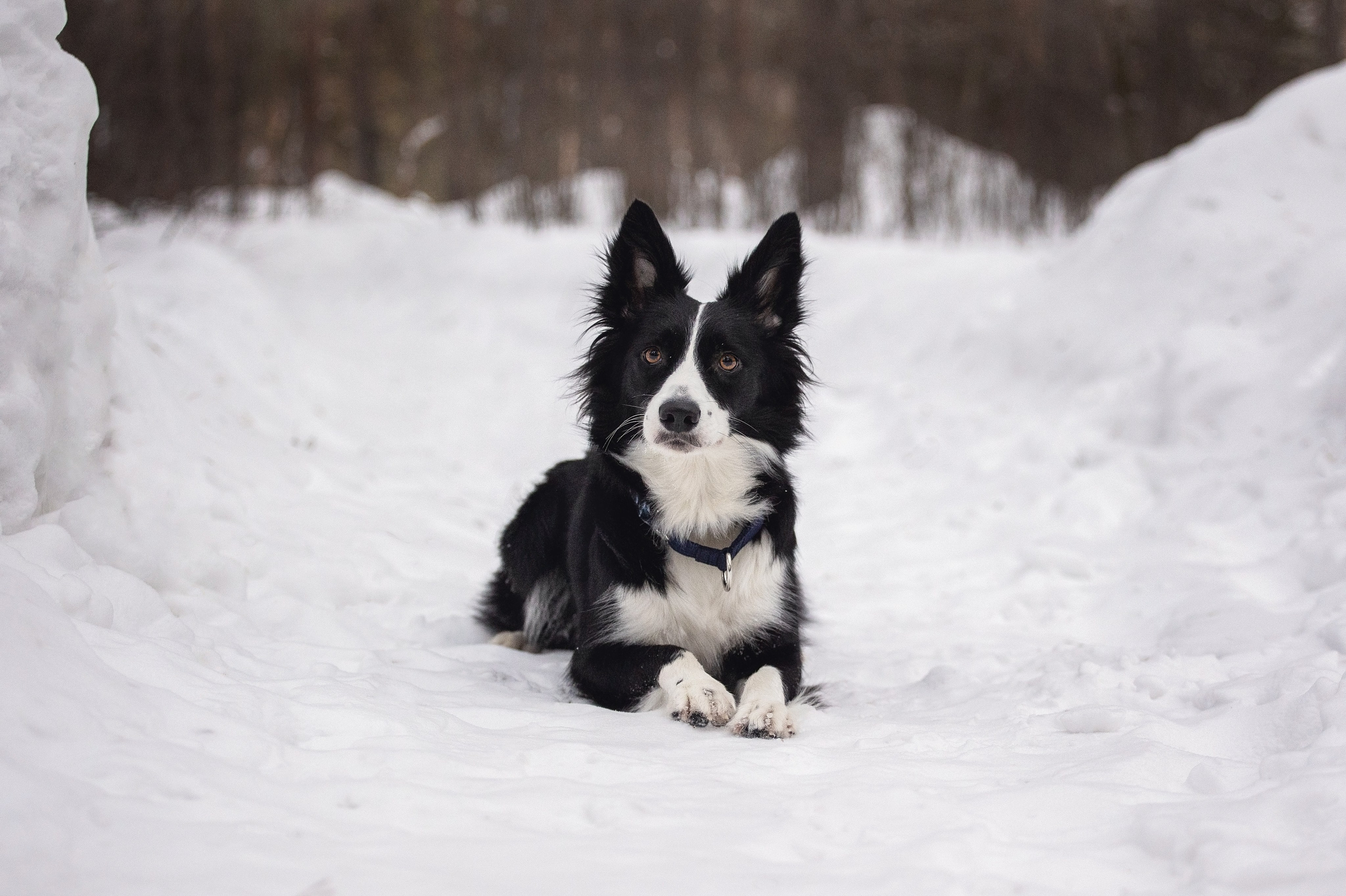 Арина и Грейс. YULA KOLESOVA | Фотограф — Анималист | Художник | Тюмень