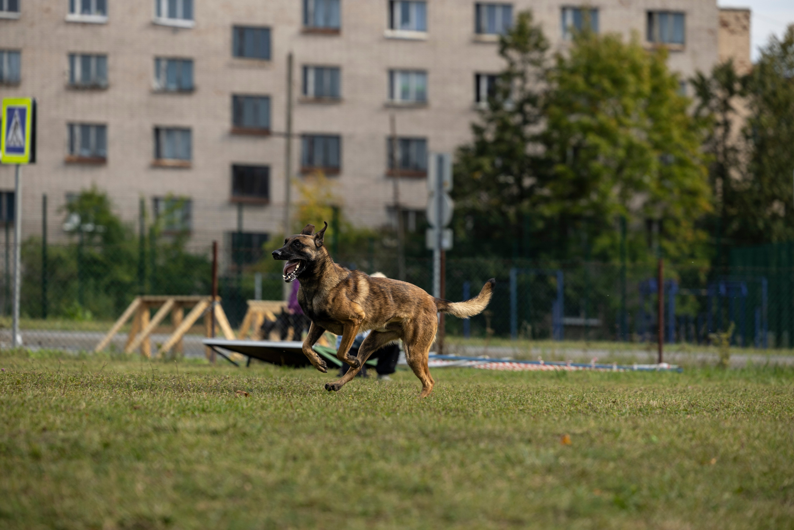 Испытания по Мондьорингу г. Пушкин. Фотограф-анималист Анна Маринич