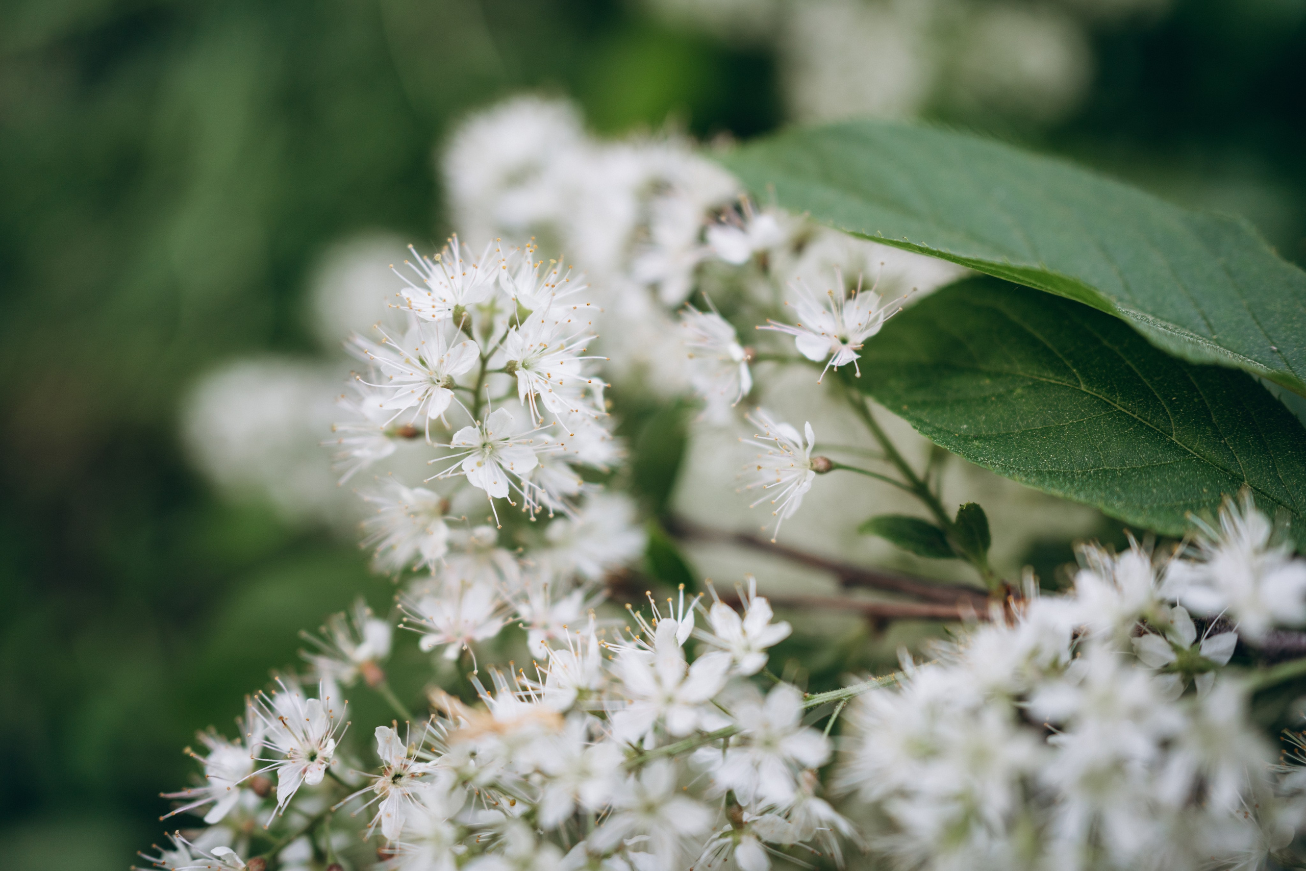 Лиза. Фотограф-анималист Анастасия Большакова