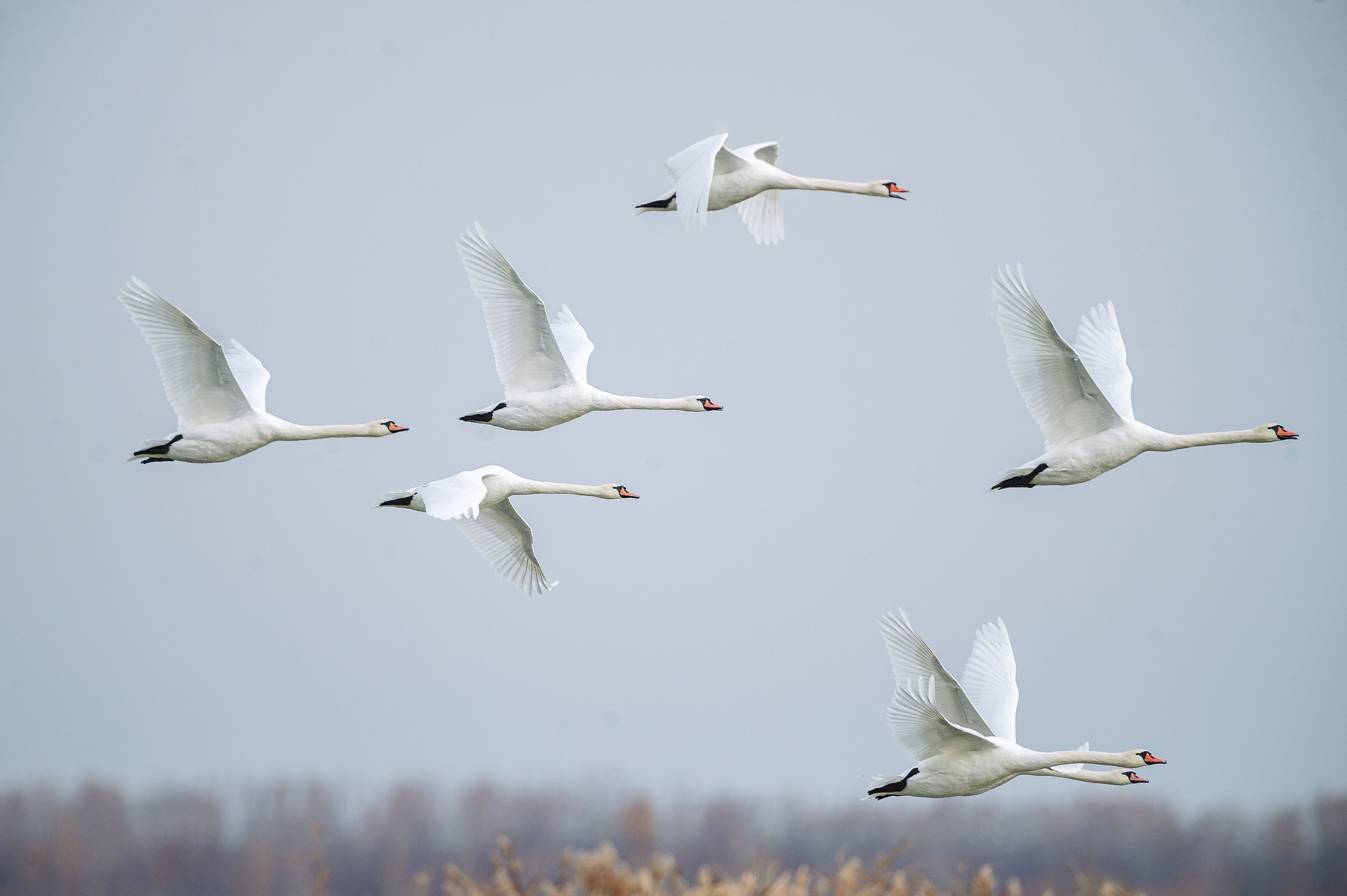 Птицы. Спортивный фотограф в Уфе Евгений Буров