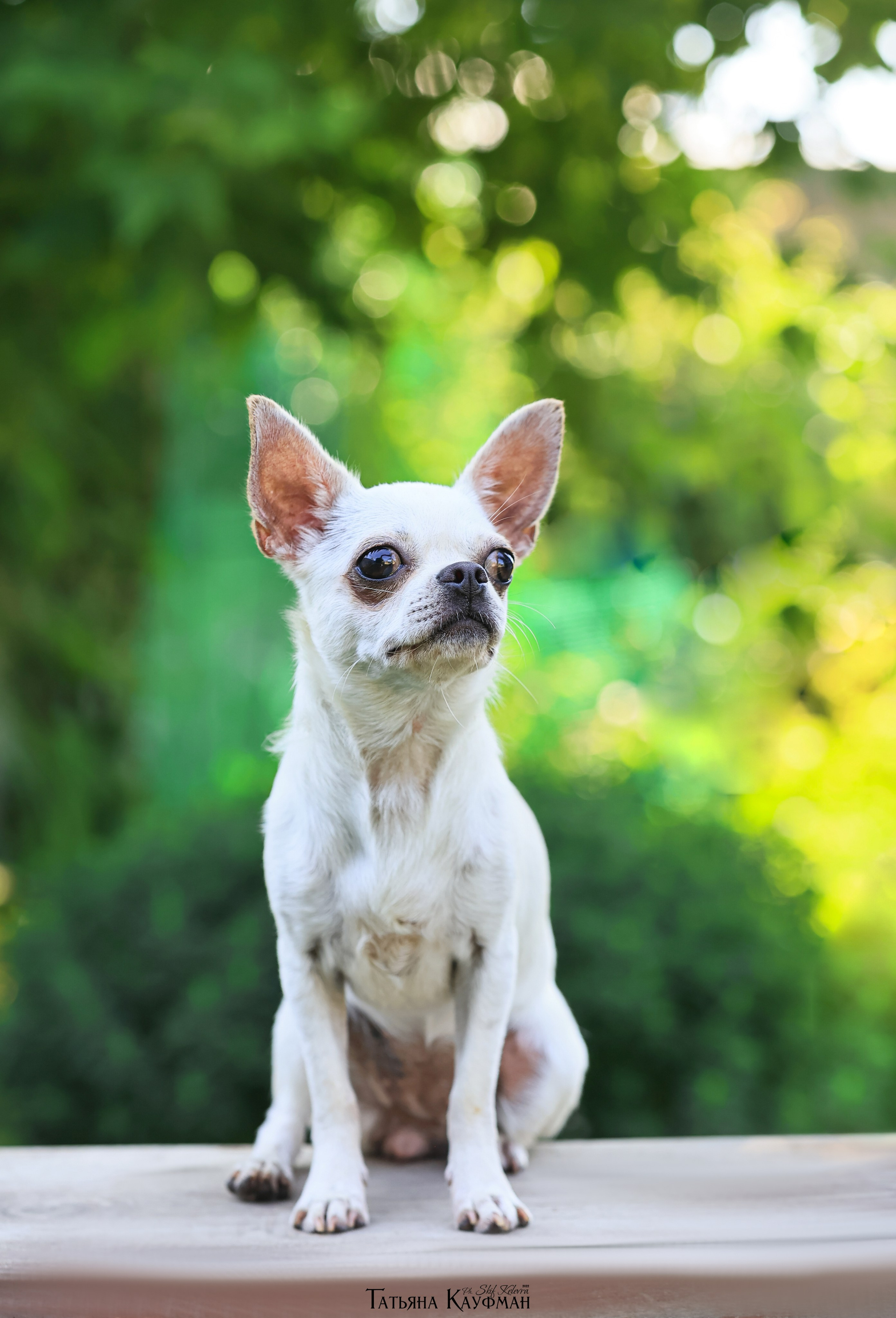 Чухуа хуа, собака в цветах, красивая собака, фотограф анималист, фотокурс Анималистика, научиться фотографировать собак, фотограф Новосибирск