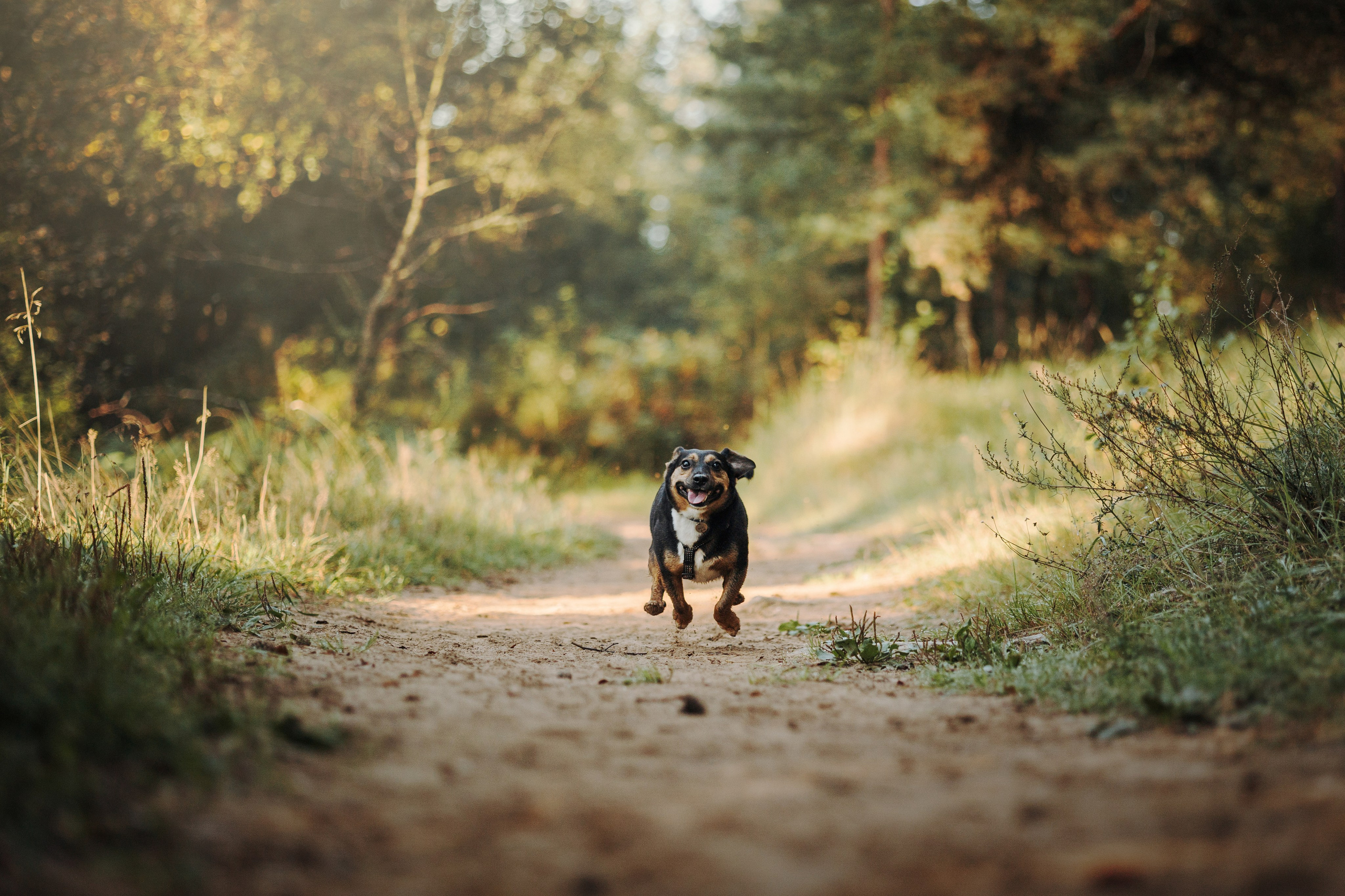 Ольга и Рекс. Фотограф — Анималист | Санкт-Петербург