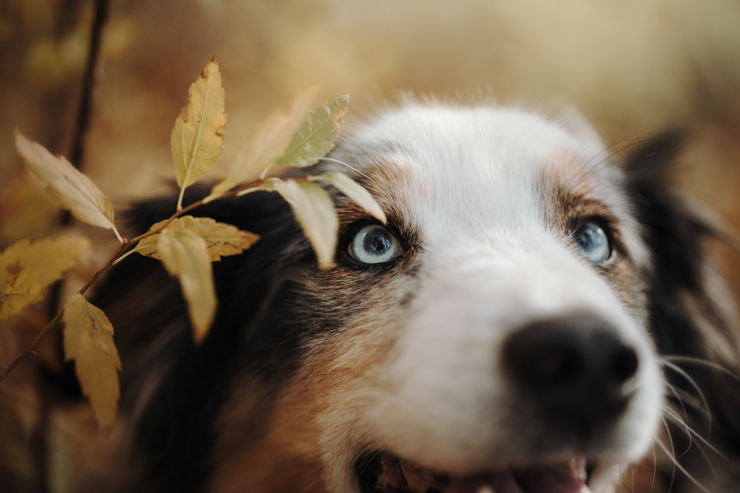 Бэстик и Ирина. Фотограф — Анималист | Санкт-Петербург