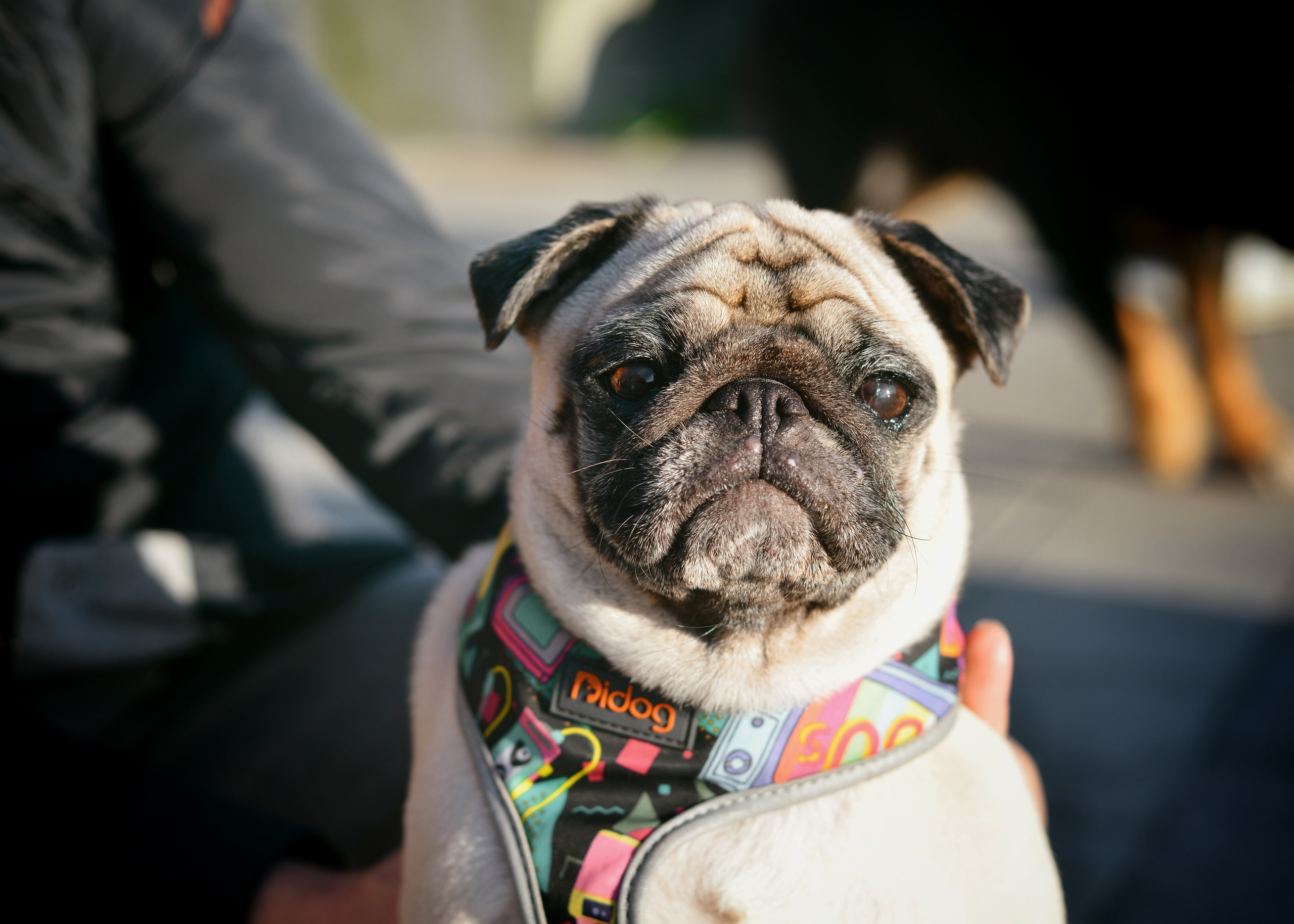 Животные. Фотограф • Елена Миронова