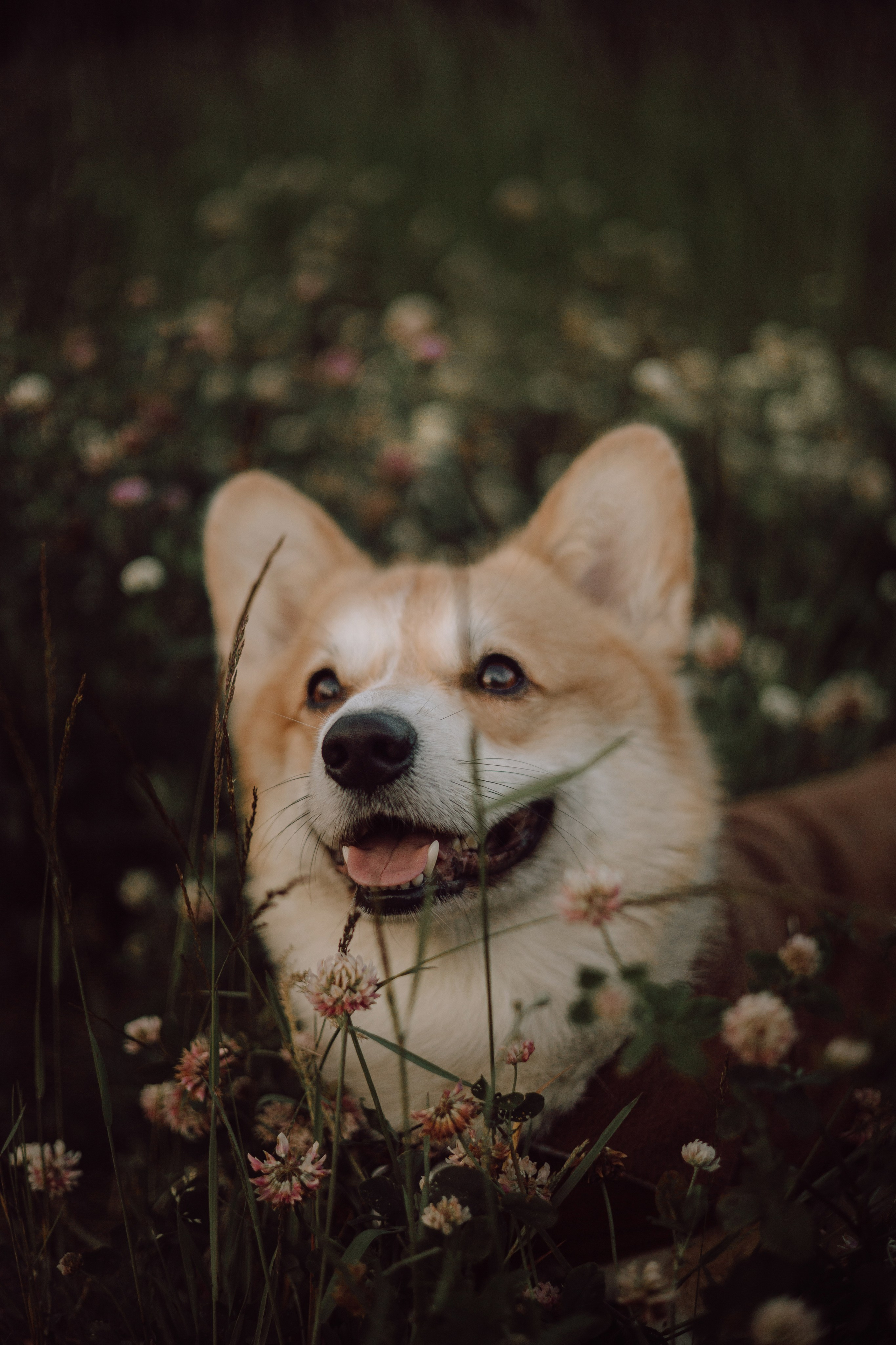 Паша, Настя и их Фёдор. Фотограф — анималист •love-story•|Санкт-Петербург